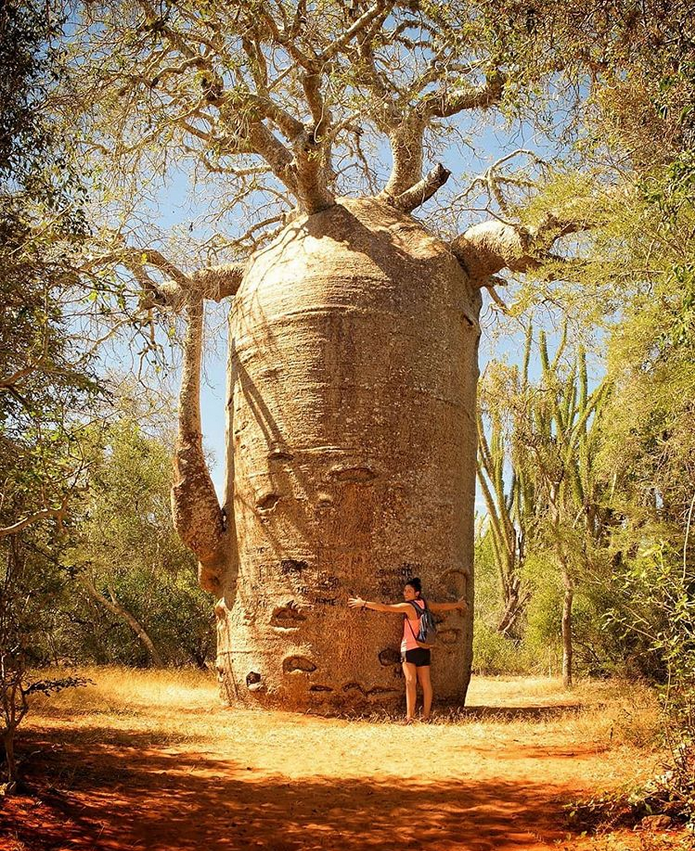 One Of The Biggest Tree Species In The World The Boabab Tree Picture Of Bongoyo Island Dar Es Salaam Tripadvisor