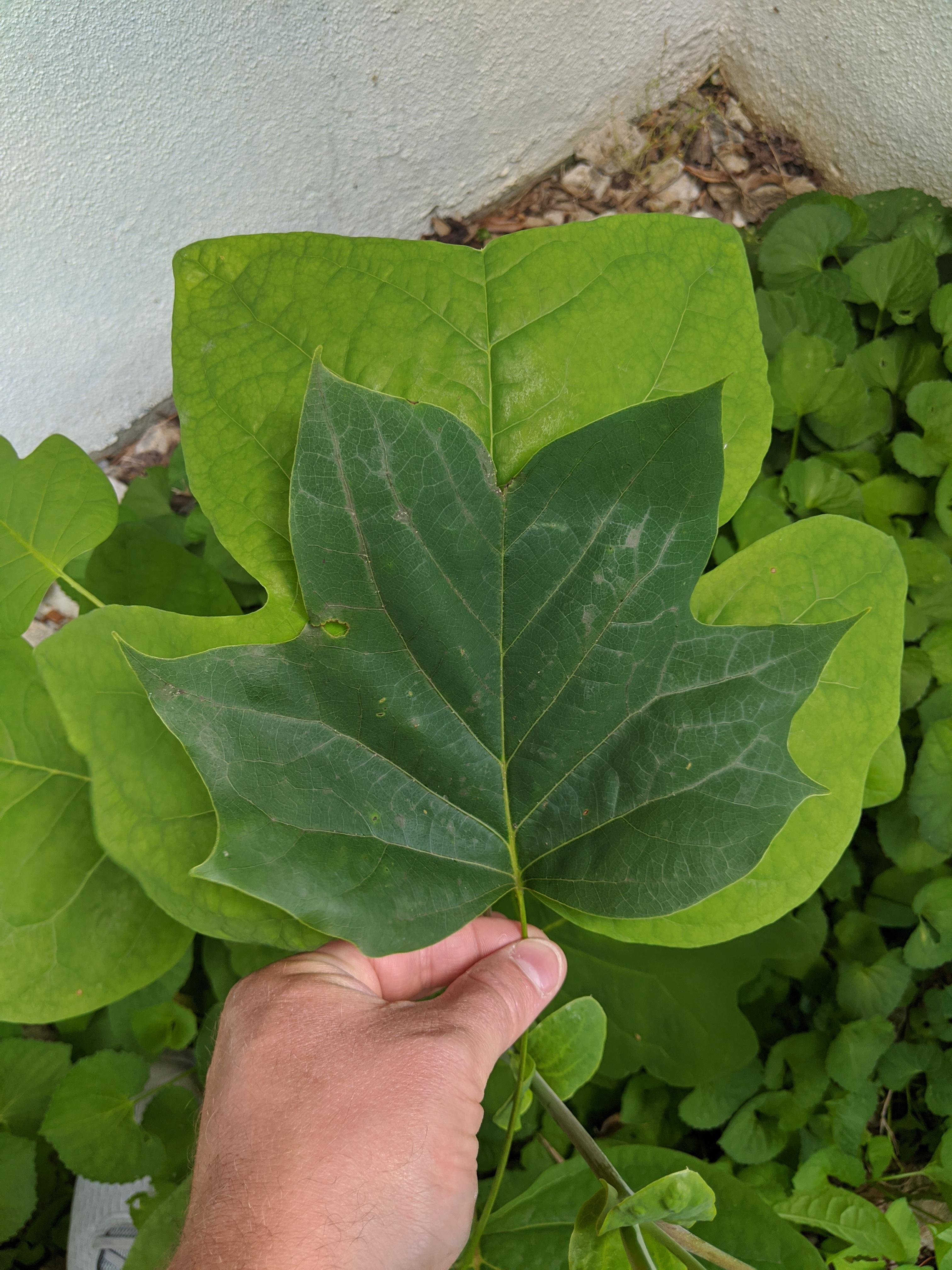 Tulip Tree Yellow Poplar Tulip Poplar Mdc Discover Nature
