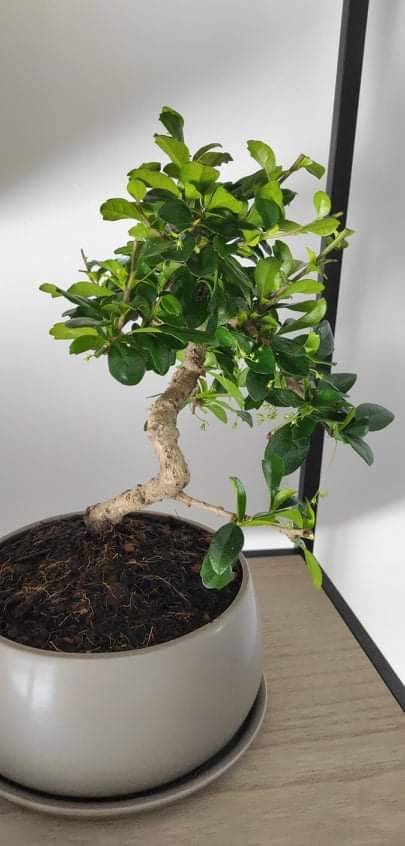 Es eignen sich fertigmischungen für zimmerpflanzen, kräuter oder gemüse. Bonsai On The Making Carmona Retusa Bonsaicommunity