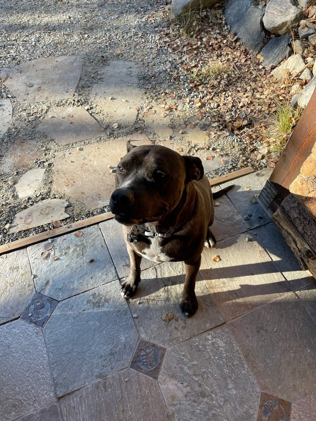 If the dog is wearing a collar take a look to see if it has a specific tag that says the dog . Lost Dog Has A Denver Chip Anyone Know This Dog Very Sweet Friendly Big Boy He Had Been At Our Neighbors All Morning Off Edgewood Alma Park Co Thank You This