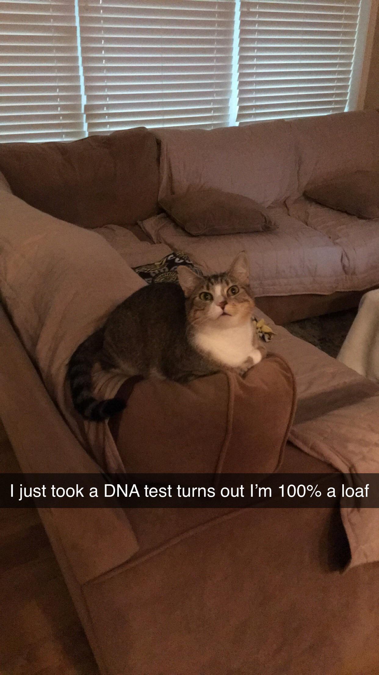 Lizzo Cover Art . Lizzo cover art : Catloaf