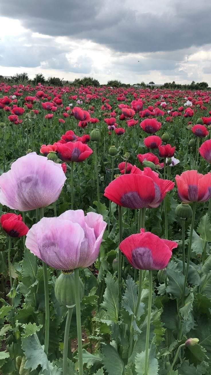 Flowers R Smbccomics - Premium Retina Gradient Backgrounds | Free Download