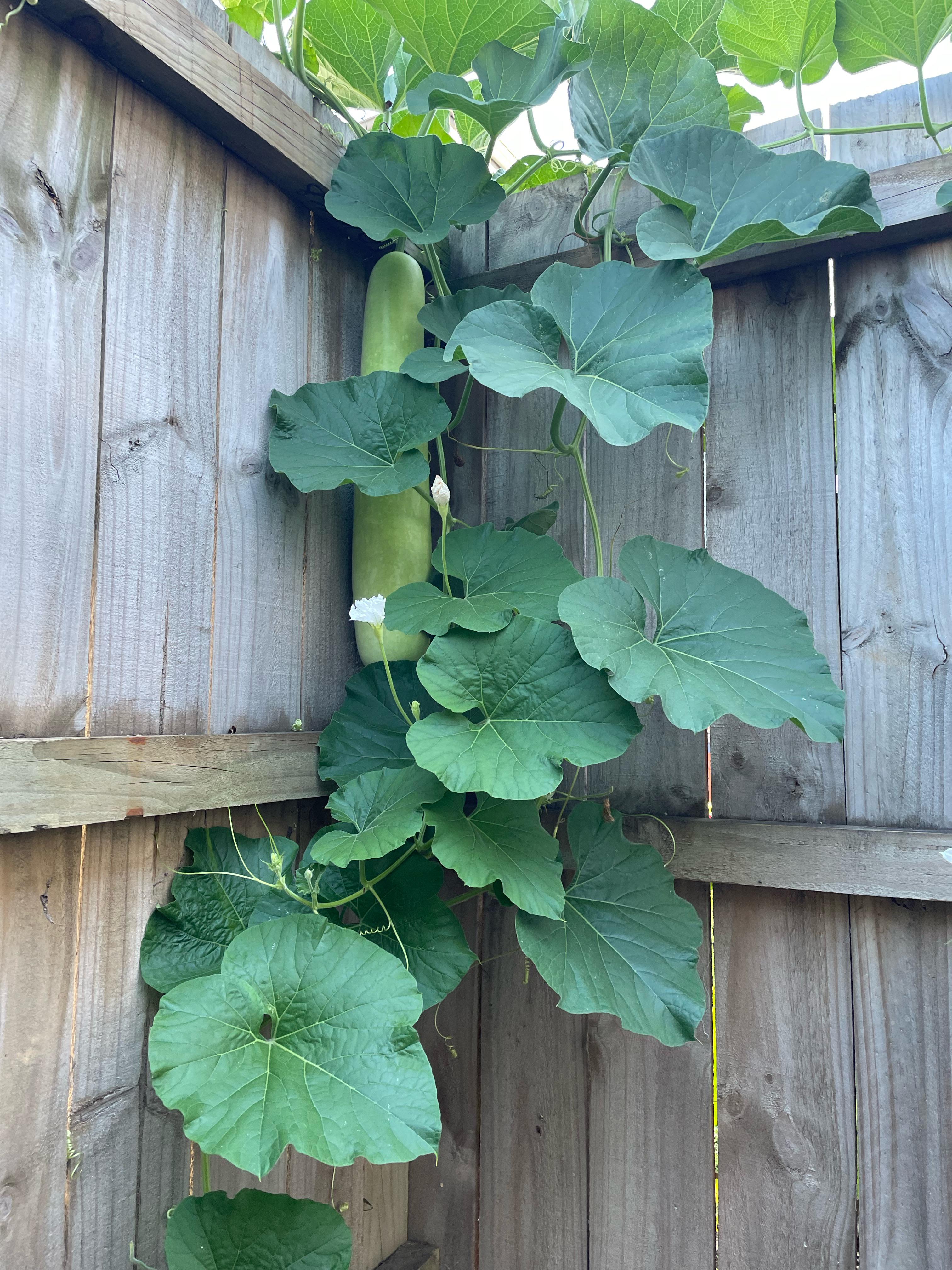 Neighbors plant over my fence has this giant thing. What is it and is it  edible? : rwhatsthisplant