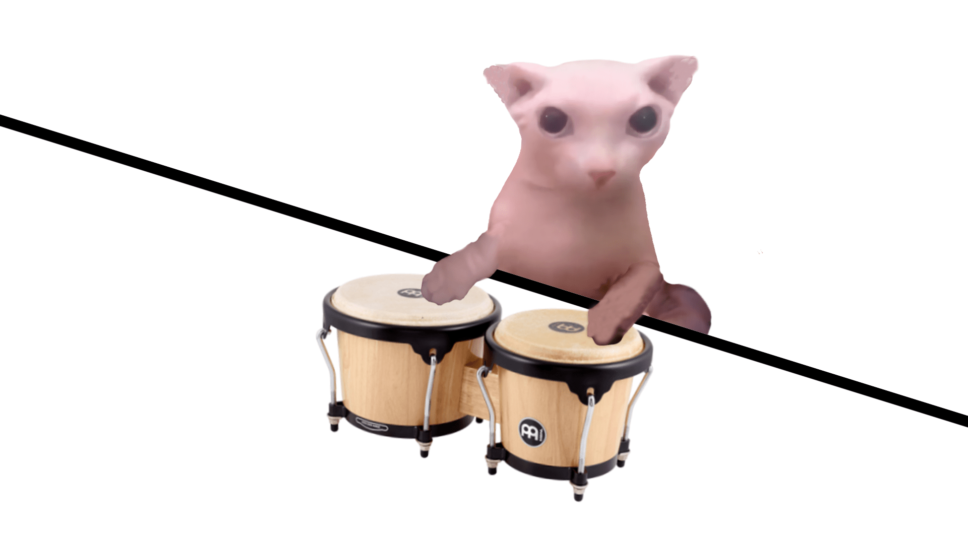 Bongo bingus