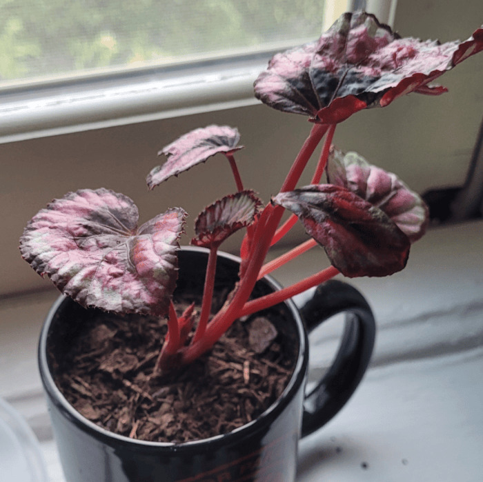 cherryfrog