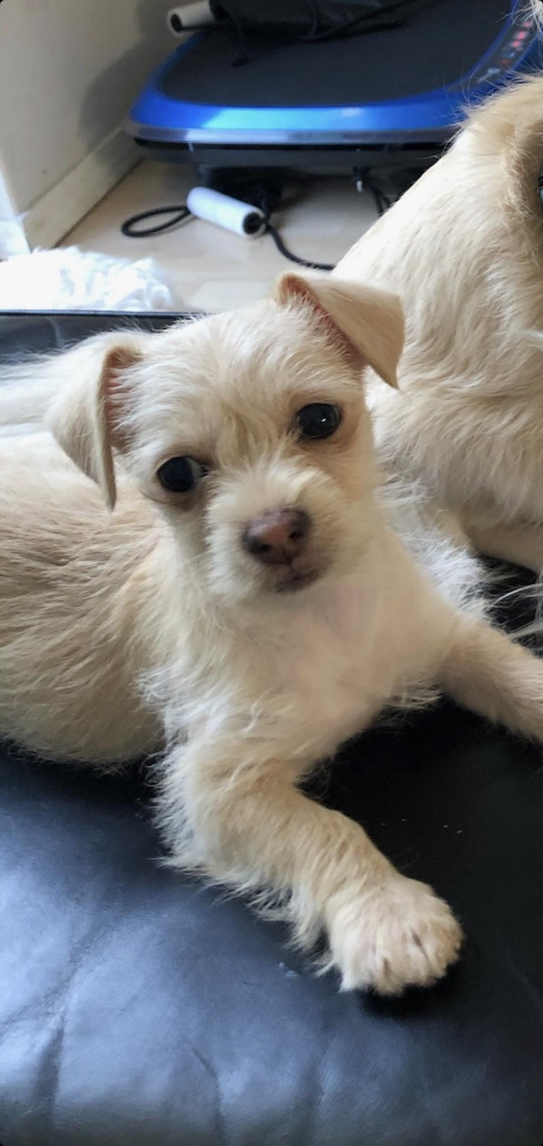 Chihuahua terrier mix puppies rescue chihuahua mix is the perfect