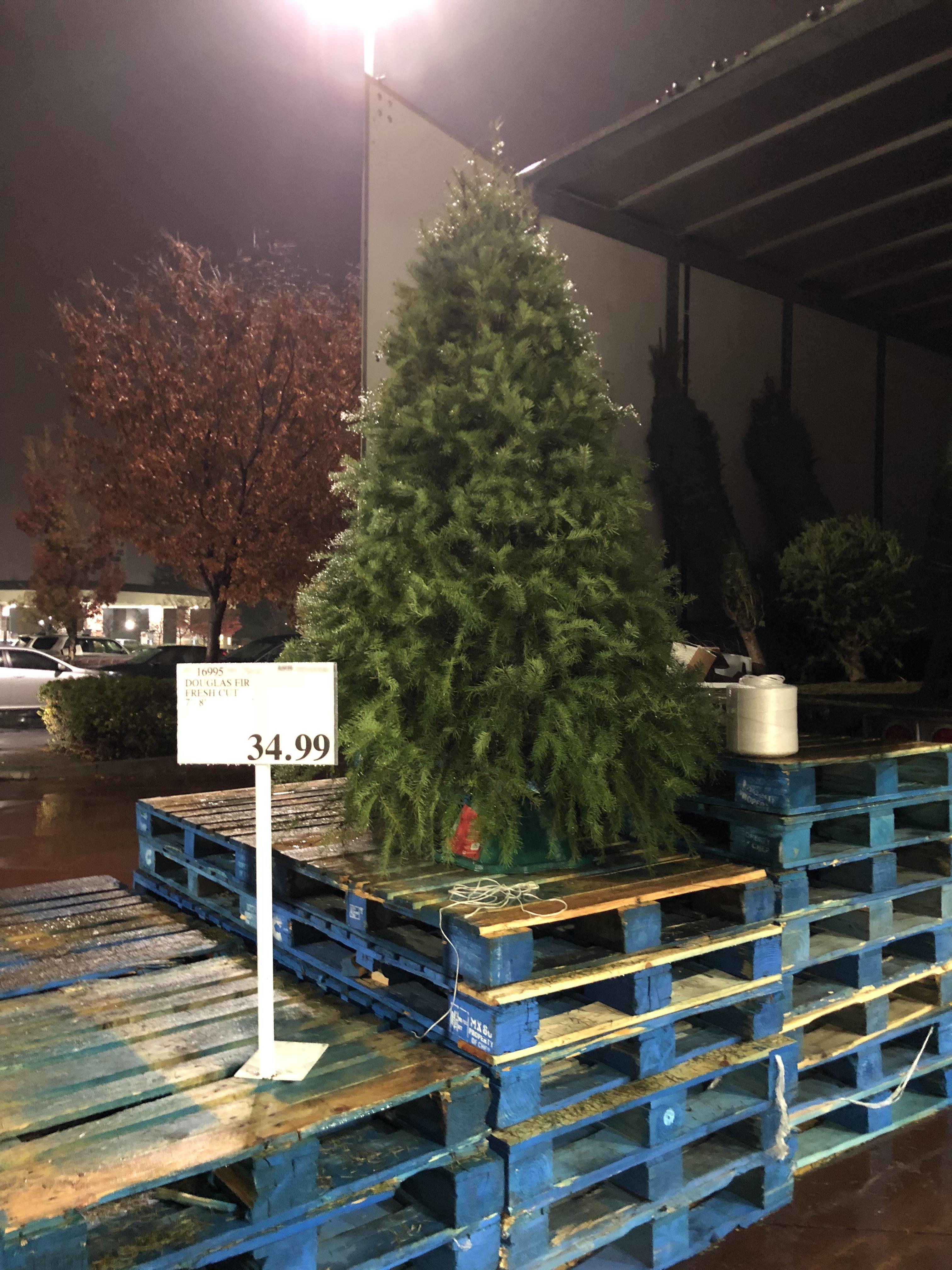 Trader Joe S And Costco Is Selling Money Trees News Break