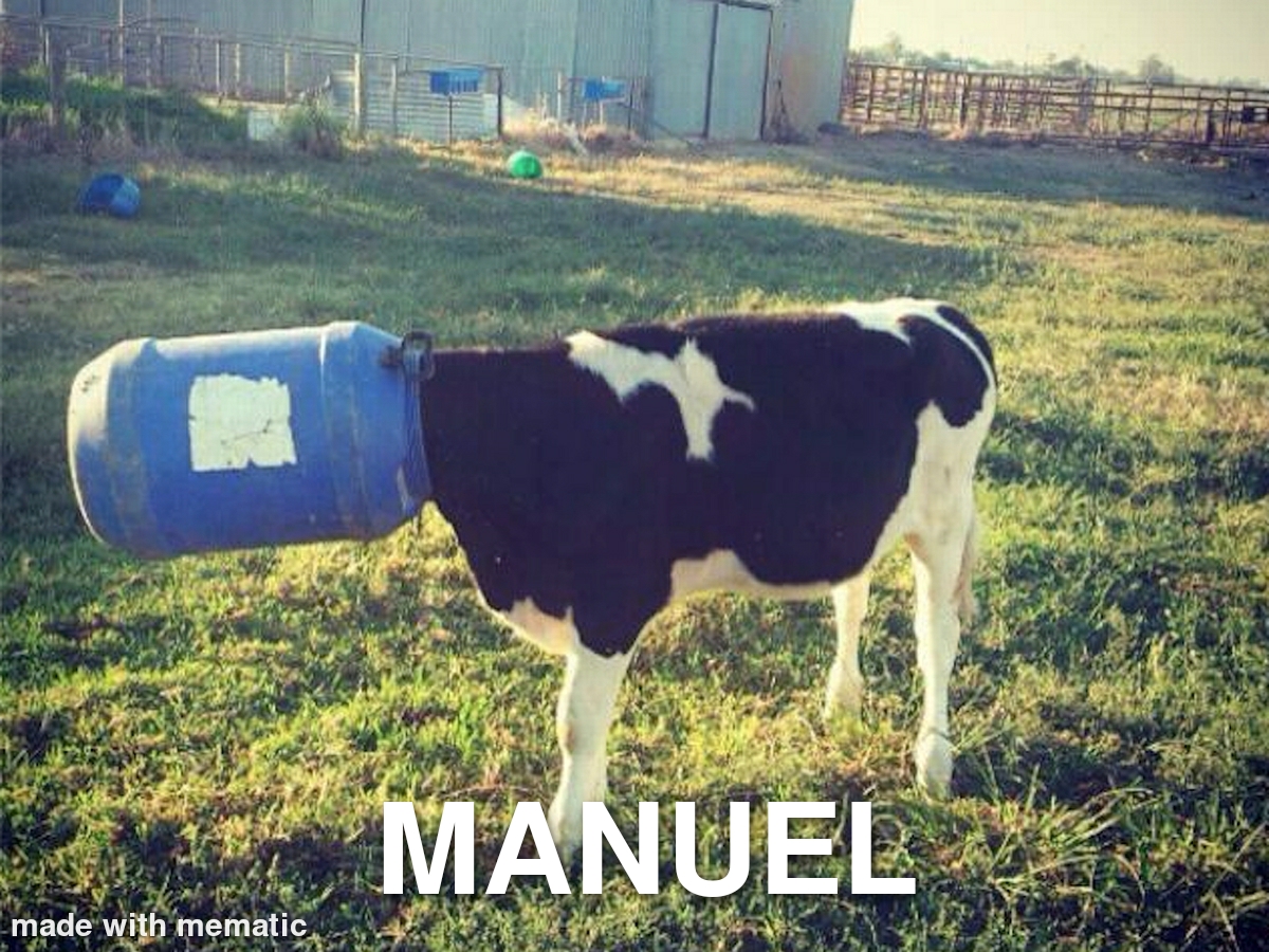 Whether you want to share a quick laugh or make a witty yet profound point, you can do so with a simple meme. Trying The Animals With Spanish Names Thing R Memes