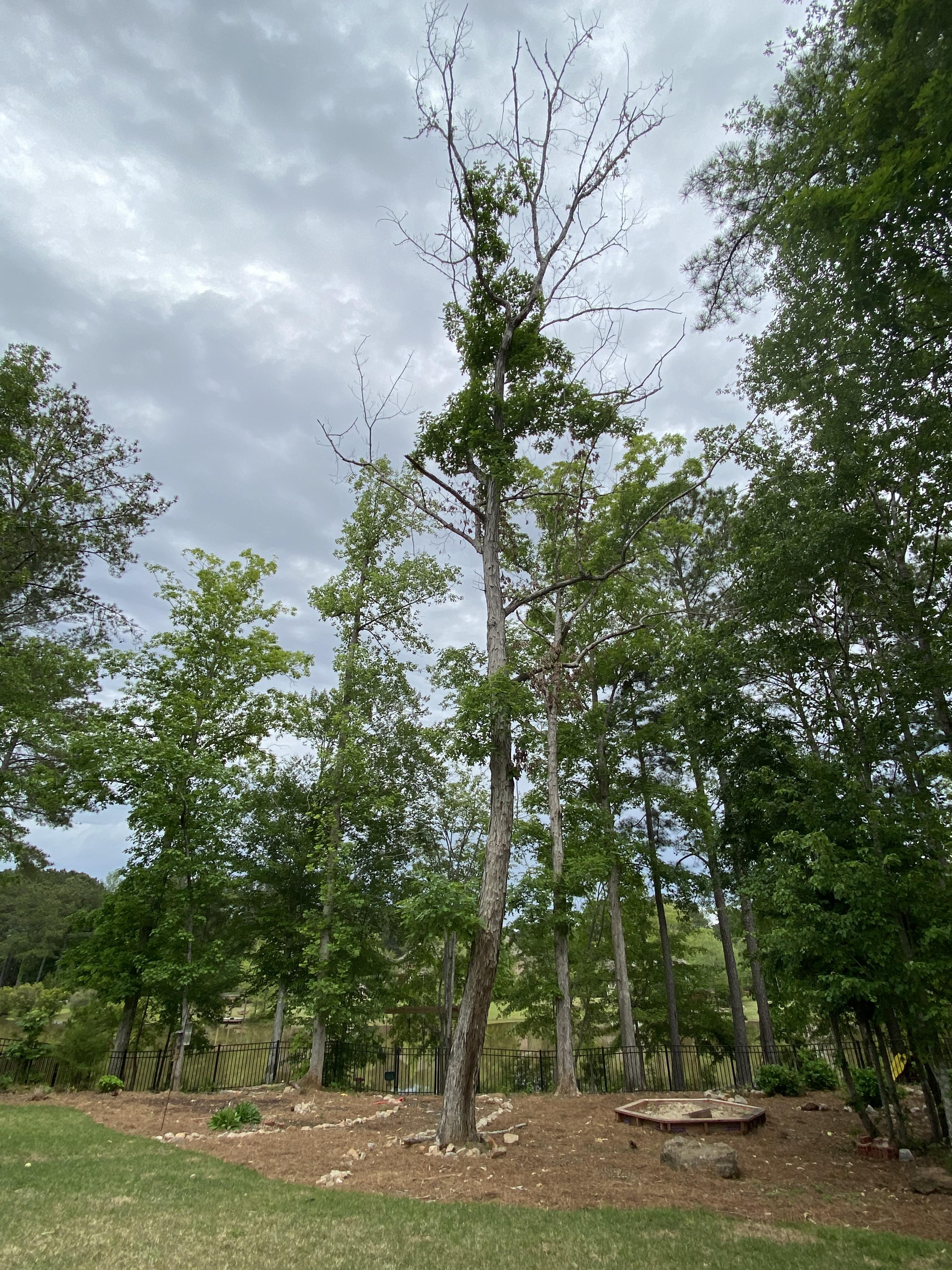 Hd Wallpaper Tree Dying Tree Nature Conservation Dead Forest Environmental Protection Wallpaper Flare
