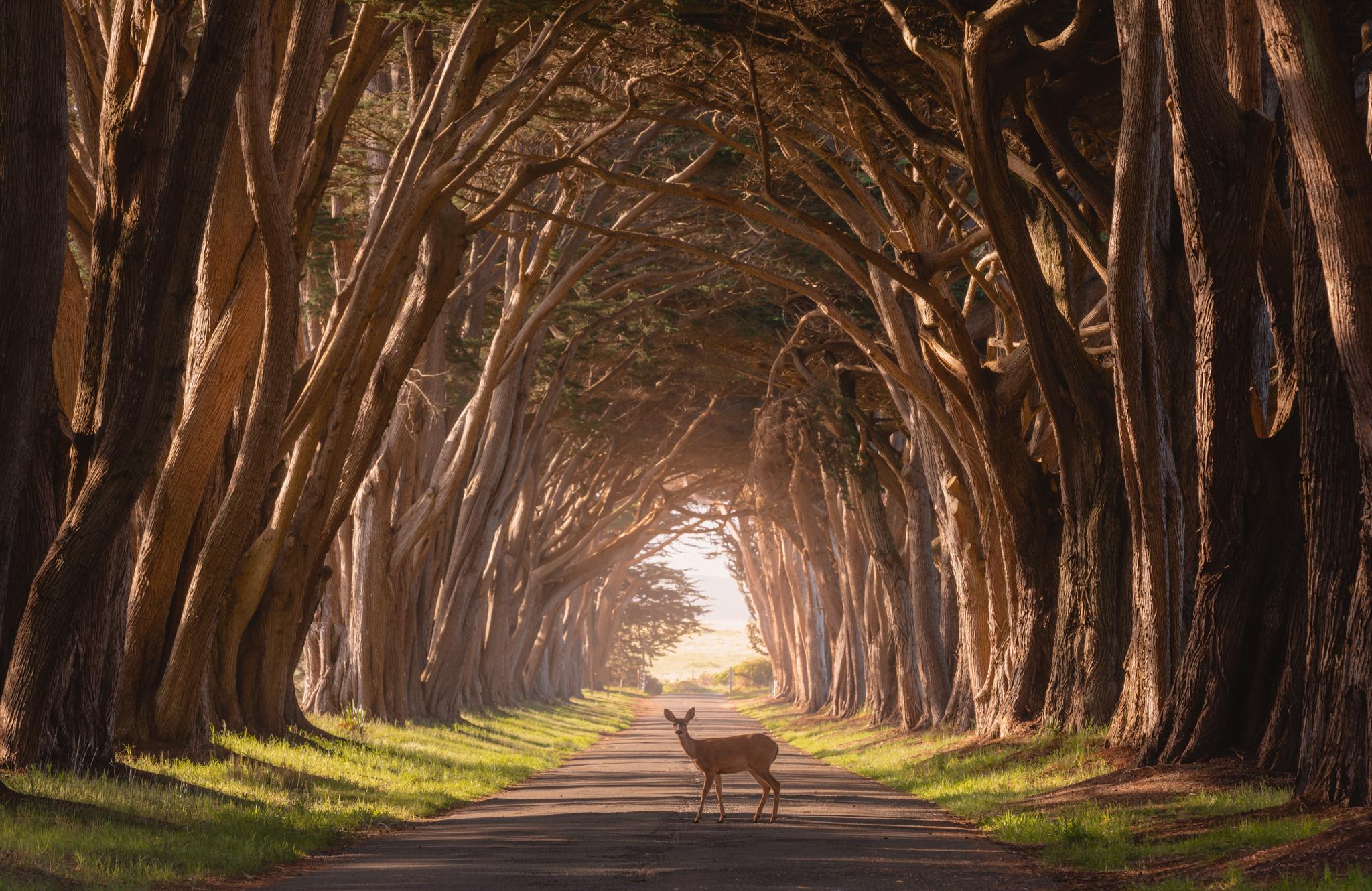 Cypress Tree Tunnel Chloe Lagier