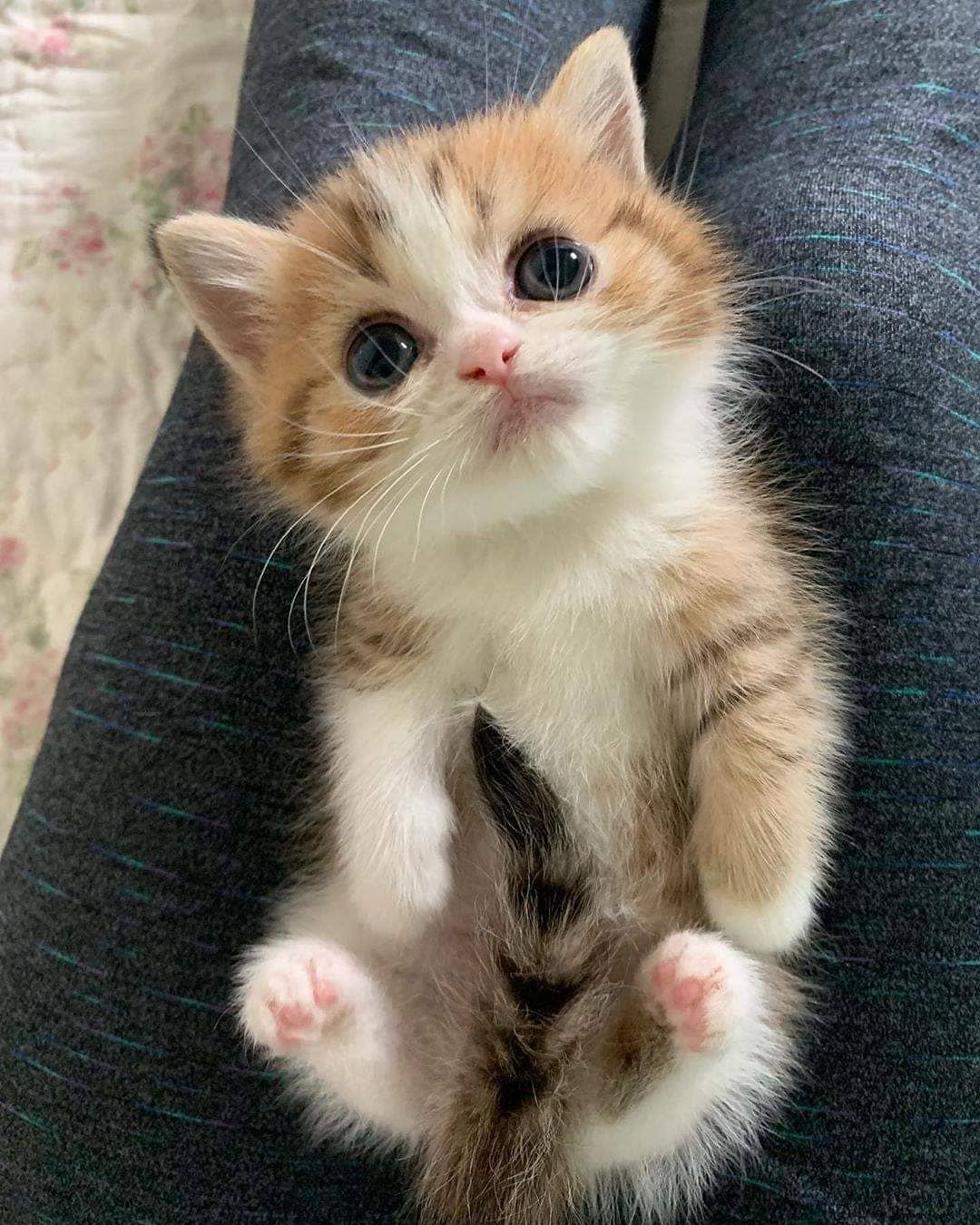 The cutest lil kitten