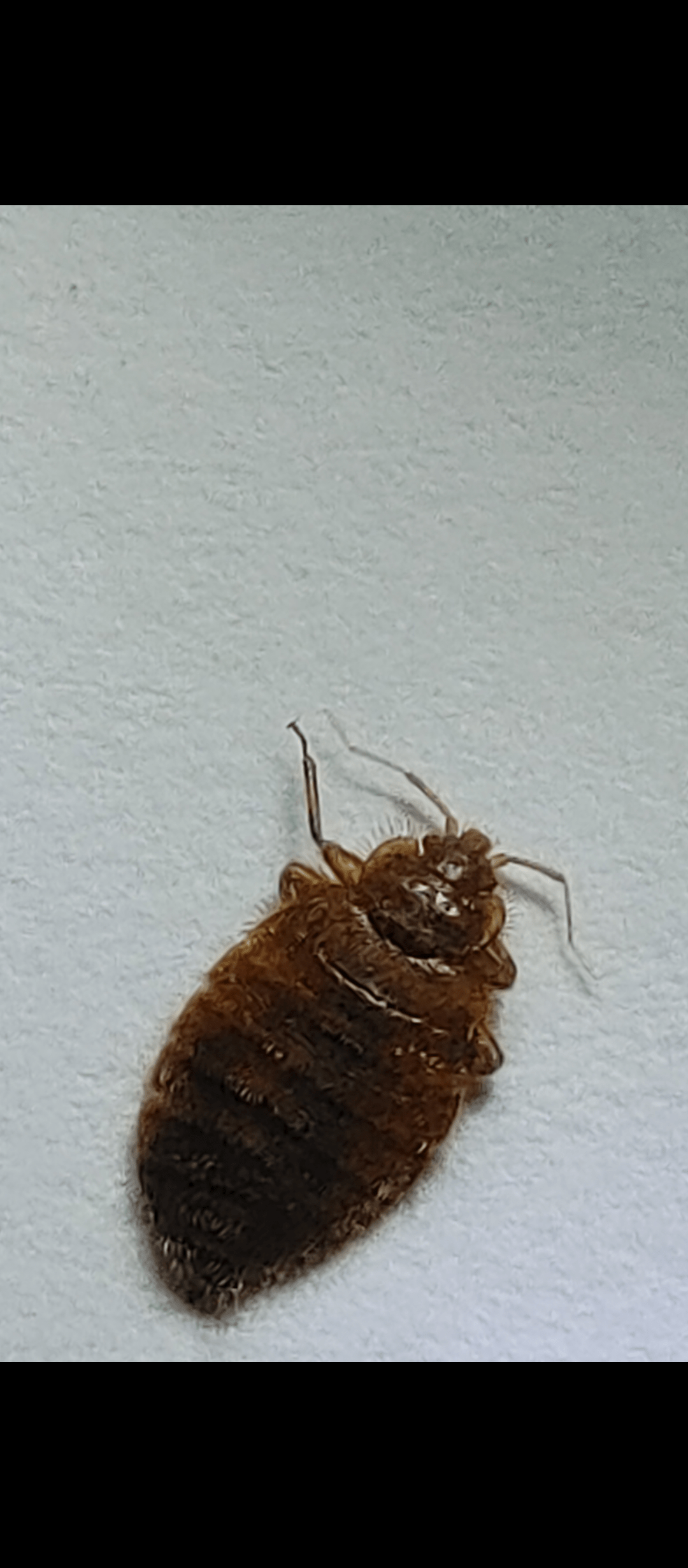 Bed bug bites can sometimes be much more than a mere annoyance. Please Help Bed Bug Or Bat Bugs R Bedbugs