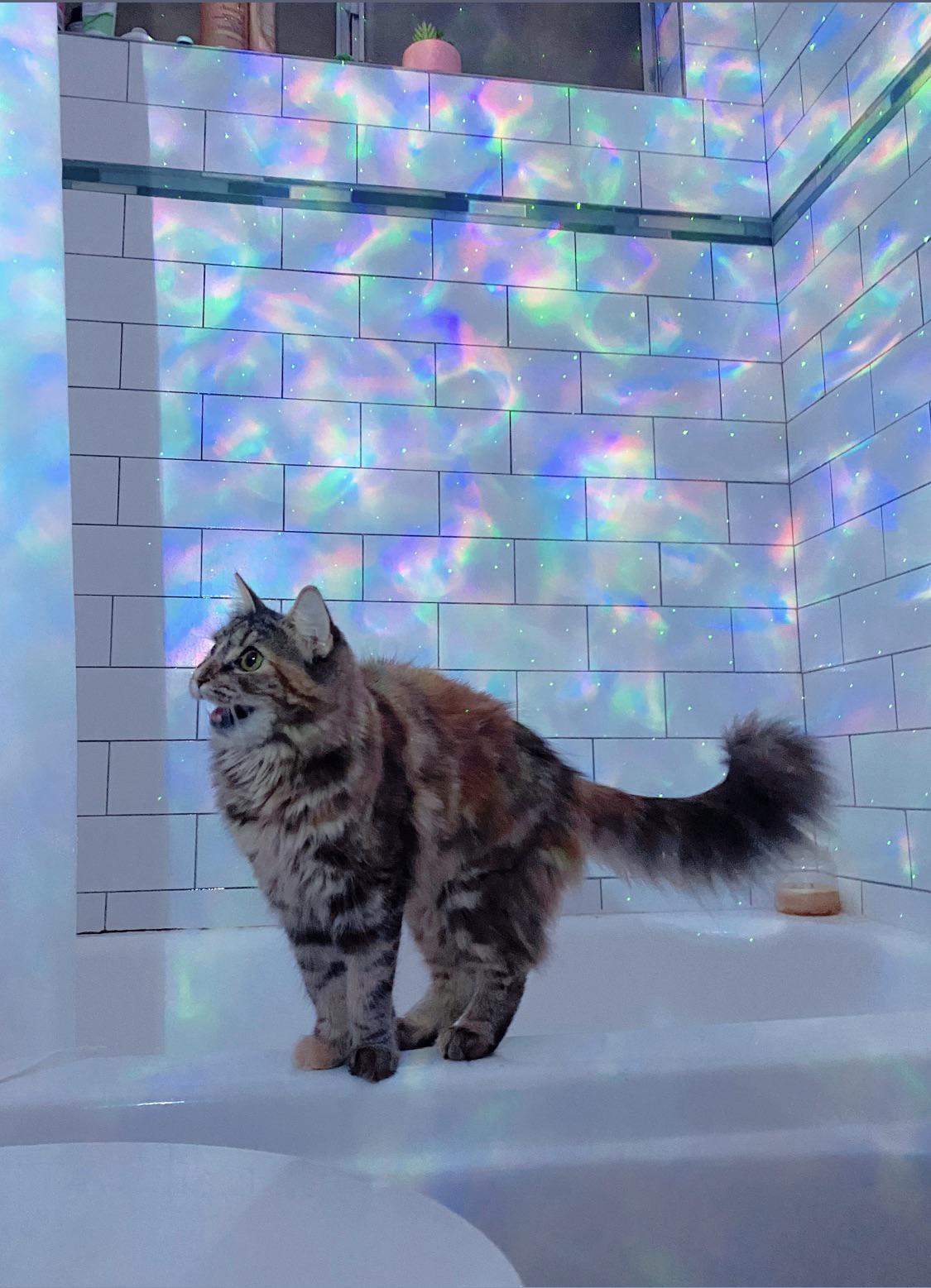 My cat trips balls whenever I use my galaxy projector | pleasedontaskalice