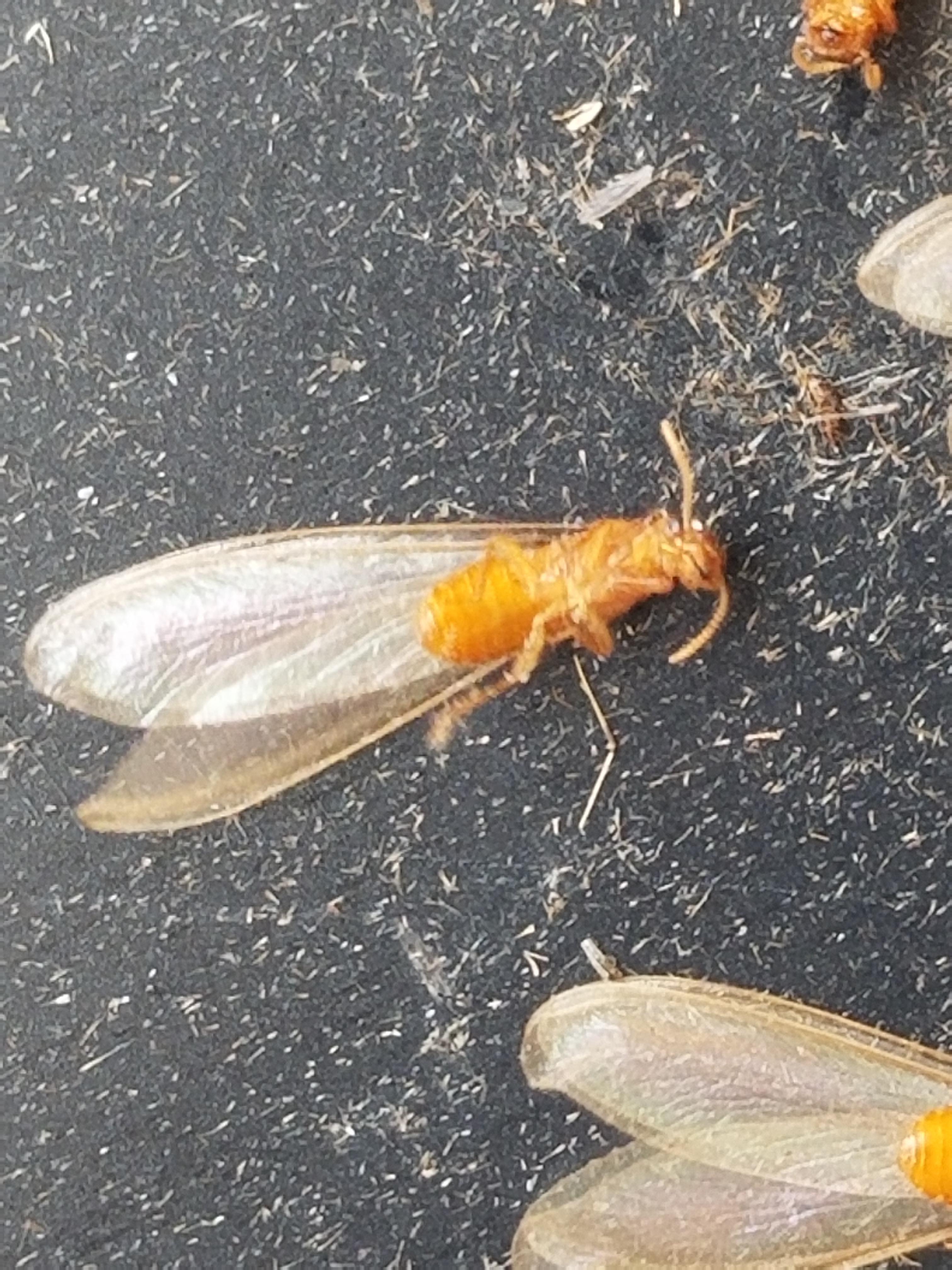 Found thousands of these flying in my house? are these termites?