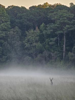 I took a photo of a buck on my morning run.