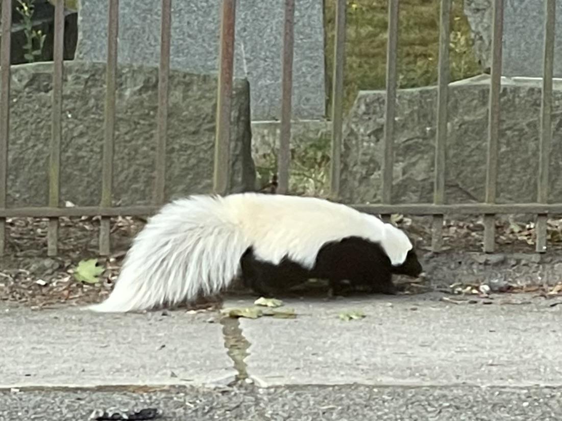 Alpha skunk