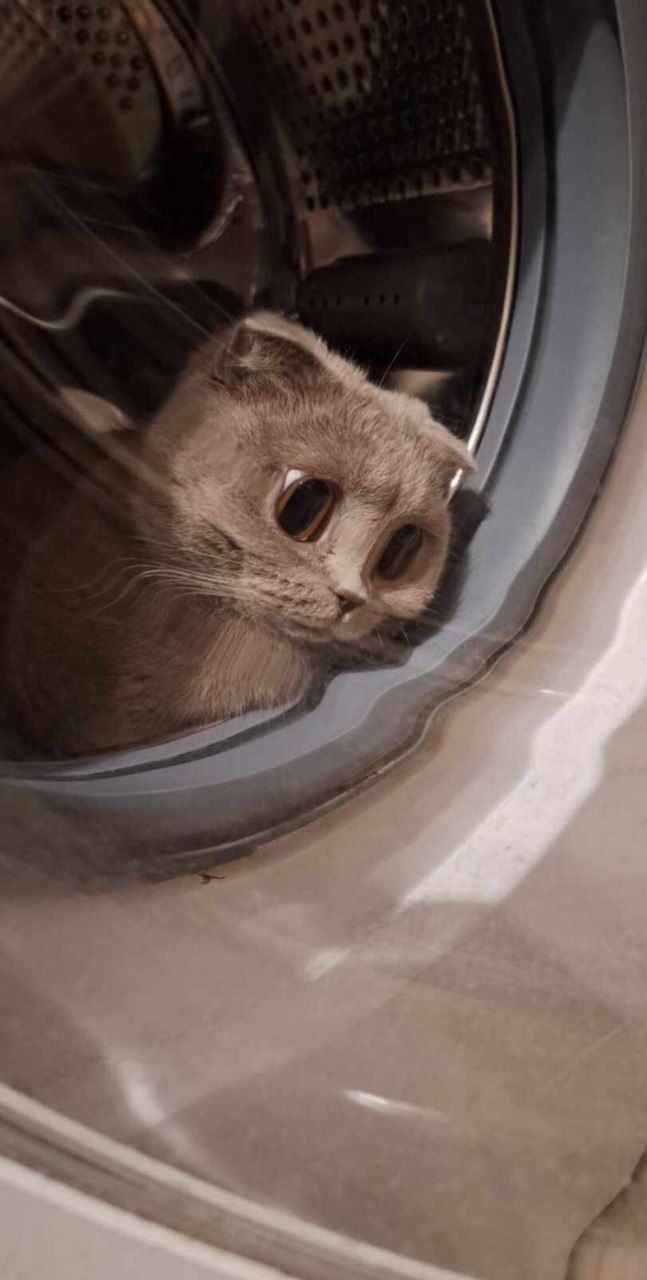 R Funnycats - 8K Vintage Designs for Desktop