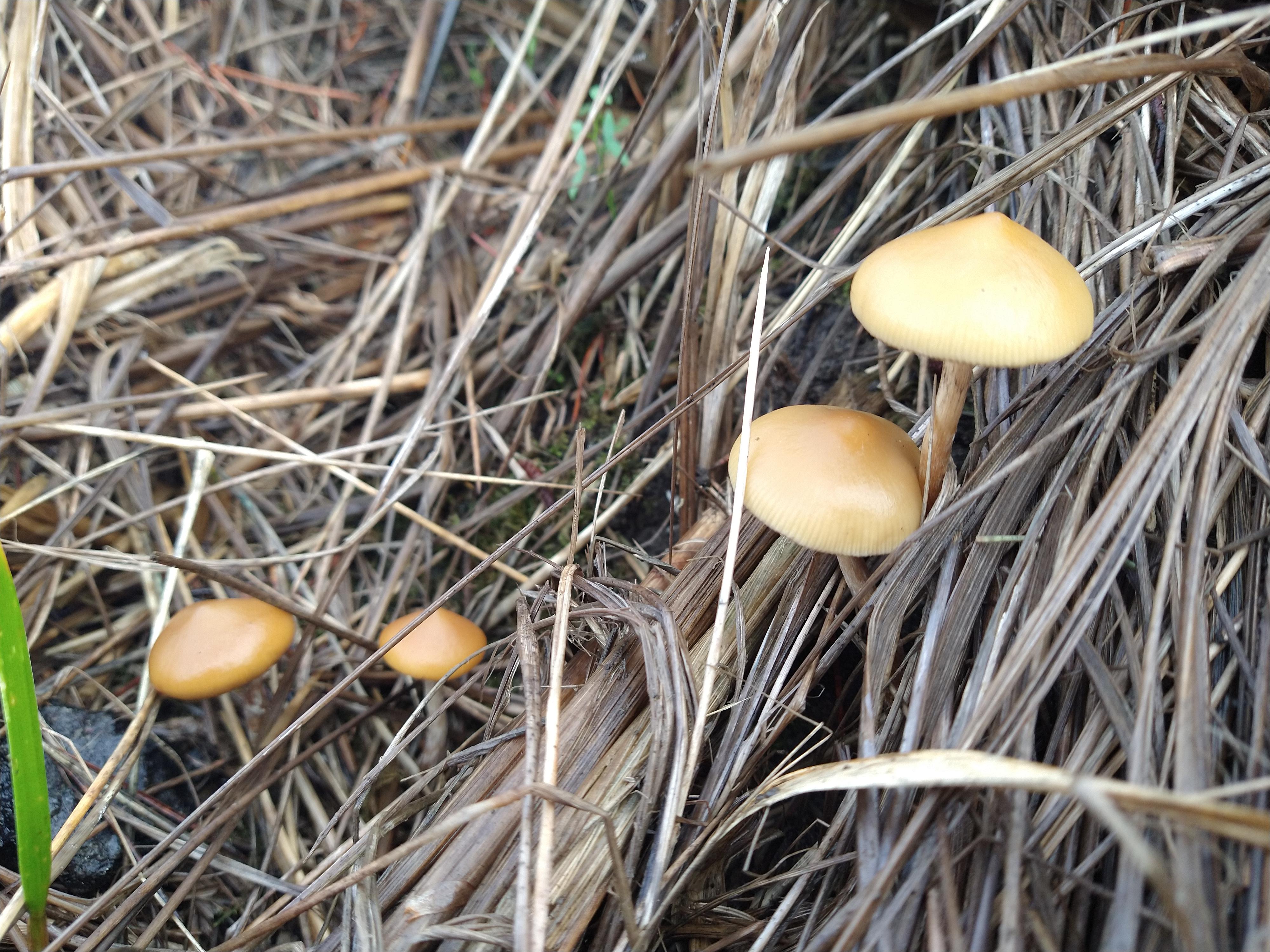 tpnqvsmjxctibm on mushroom substrate recipe reddit