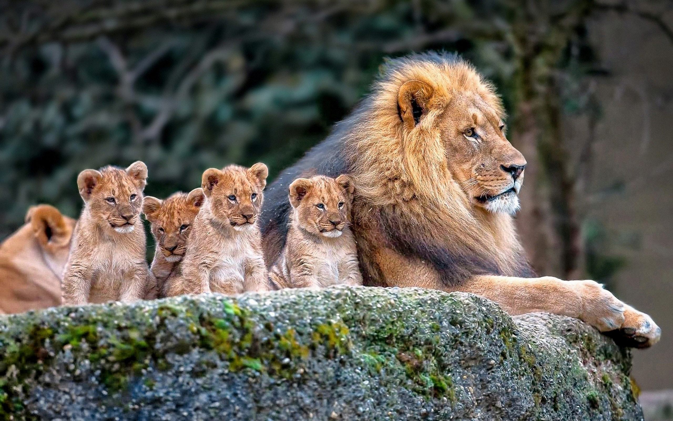 Lion-family-baby-lions-hd-wallpaper