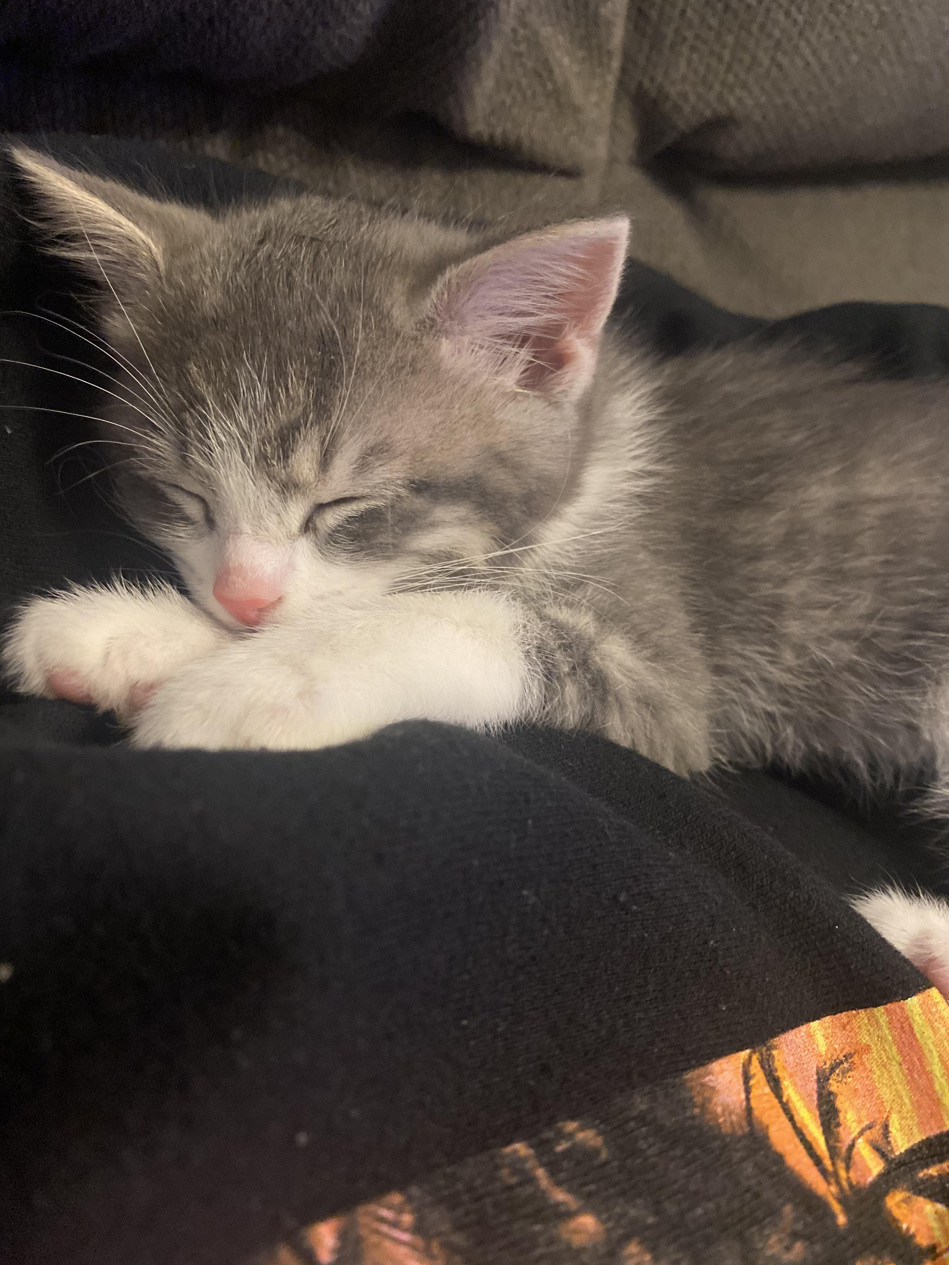 Our Little Companion For Quarantine Kittens