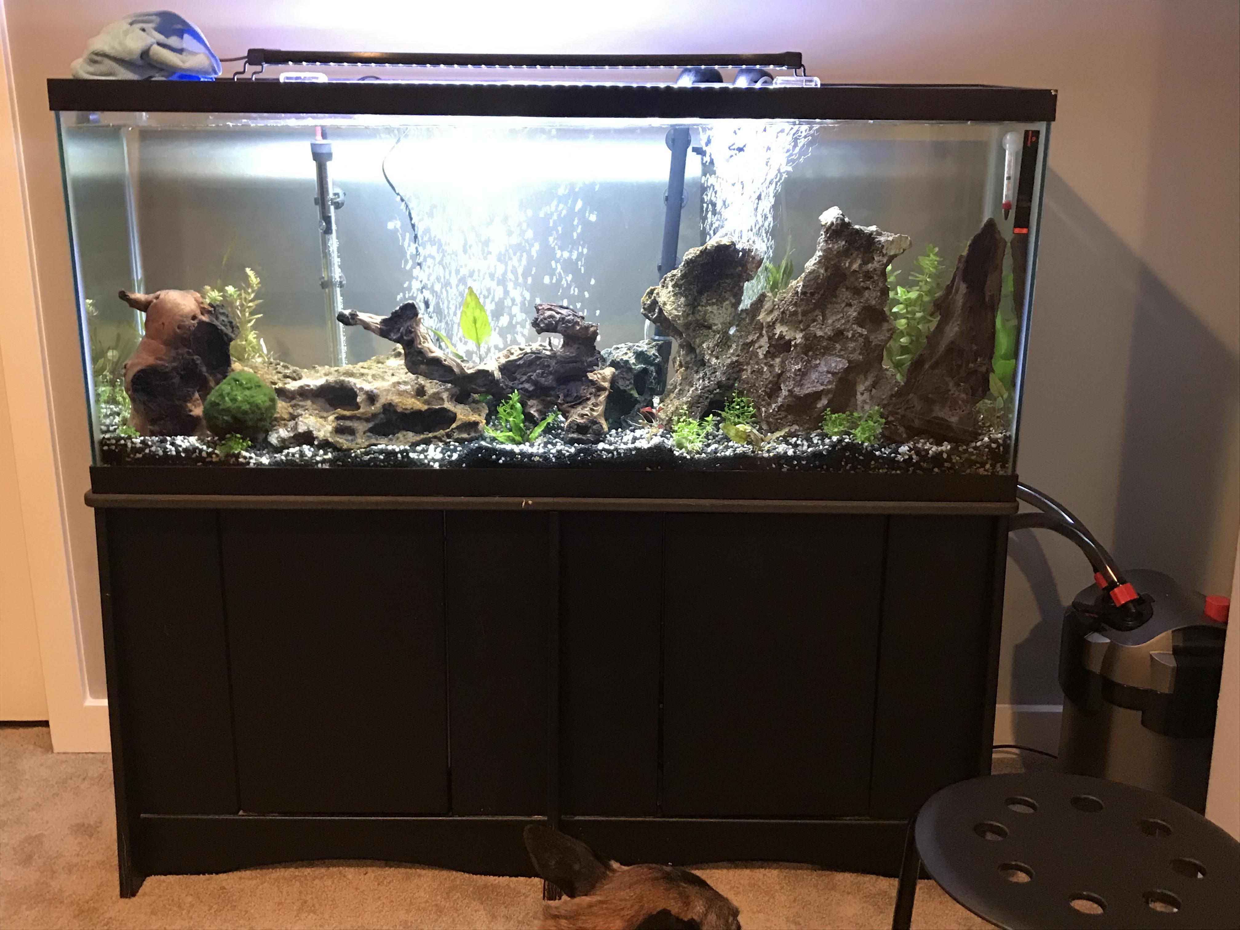 Too Much Wood In Tank My Aquarium Club It should sink quite readily.