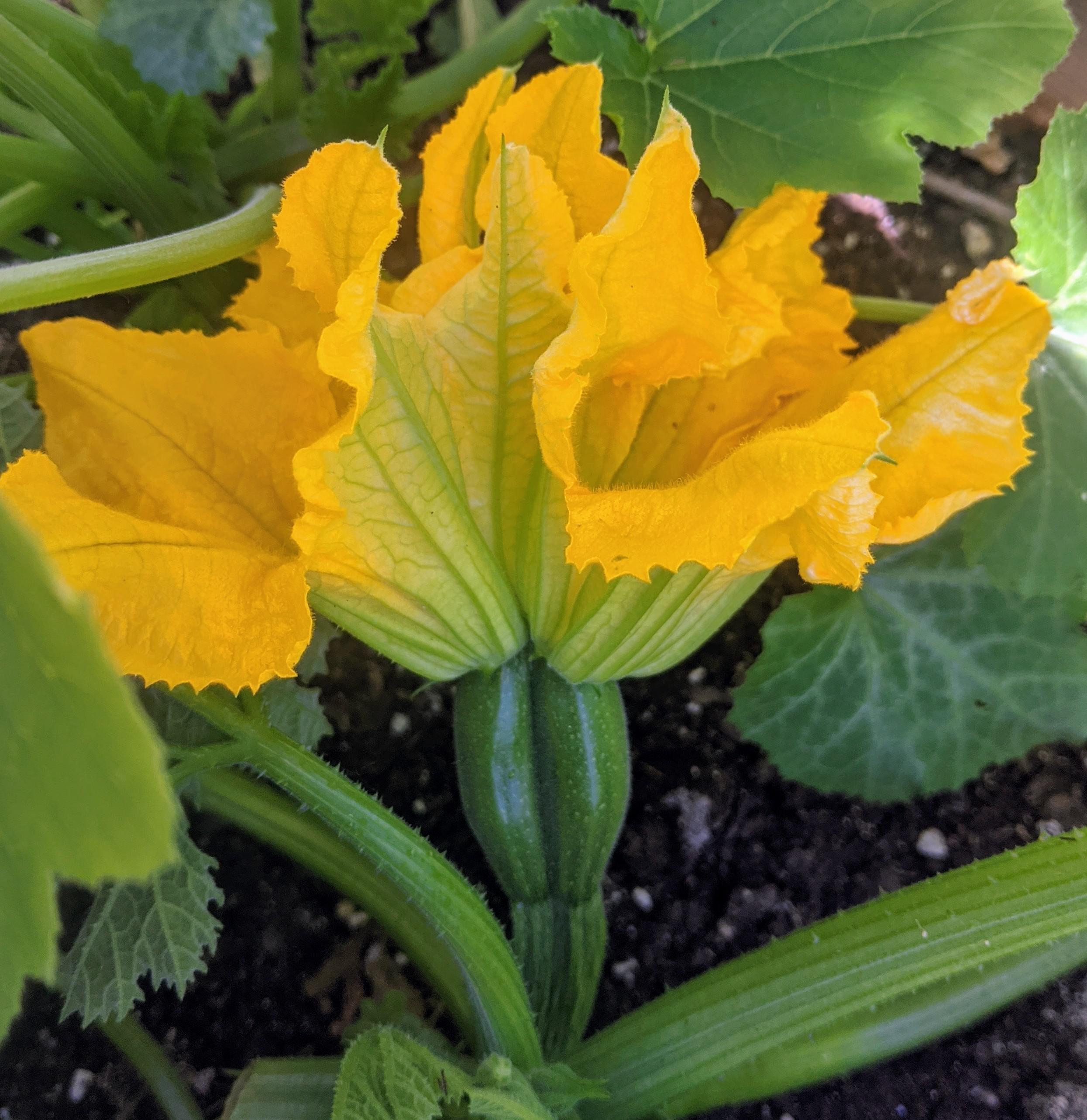 This is weird to me... zucchini flowers and babies attached. is this