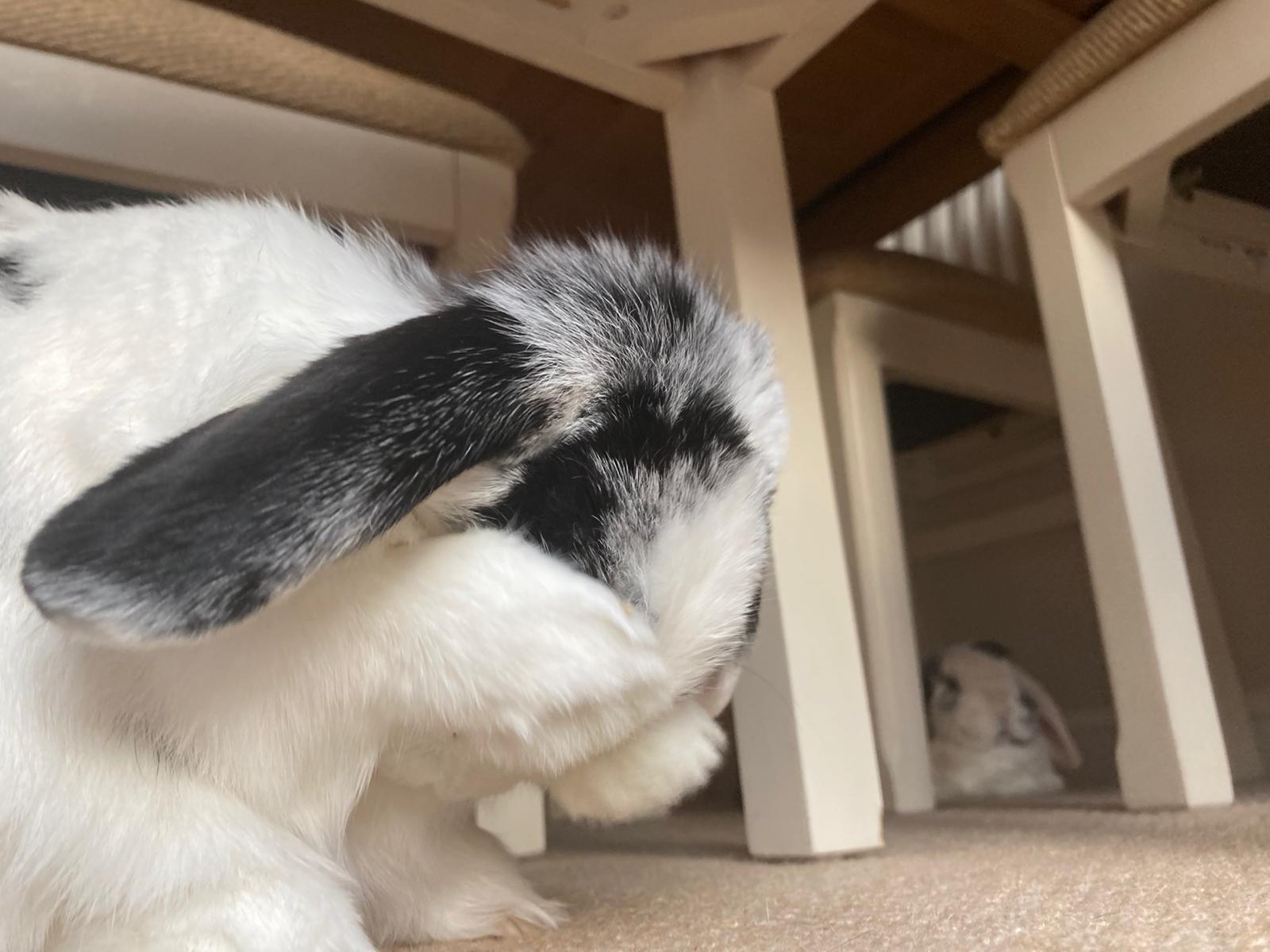 Hide and seek