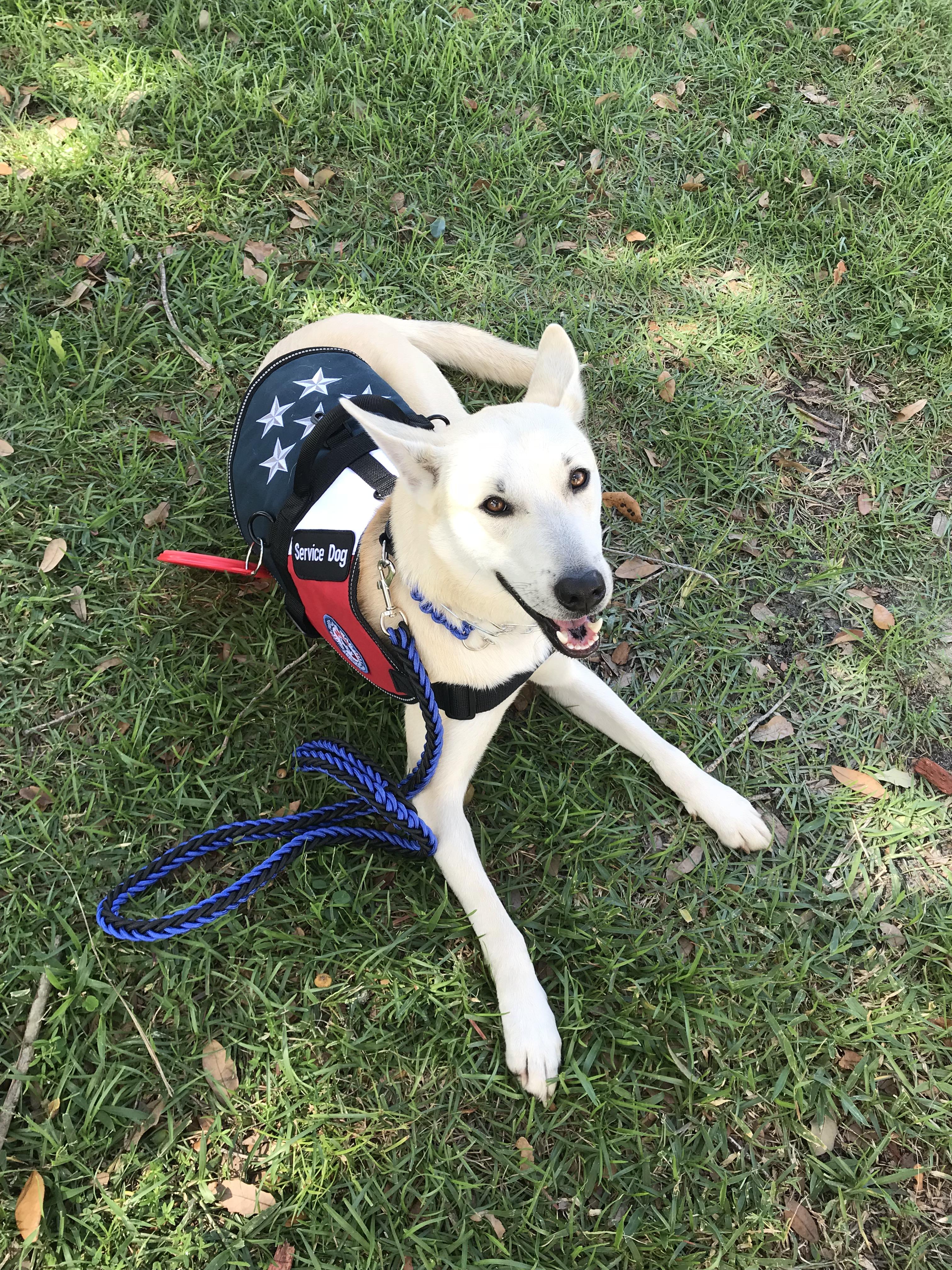 reddit meet my first ever service dog atlas hims a goodeboi raww on atlas pet company reddit