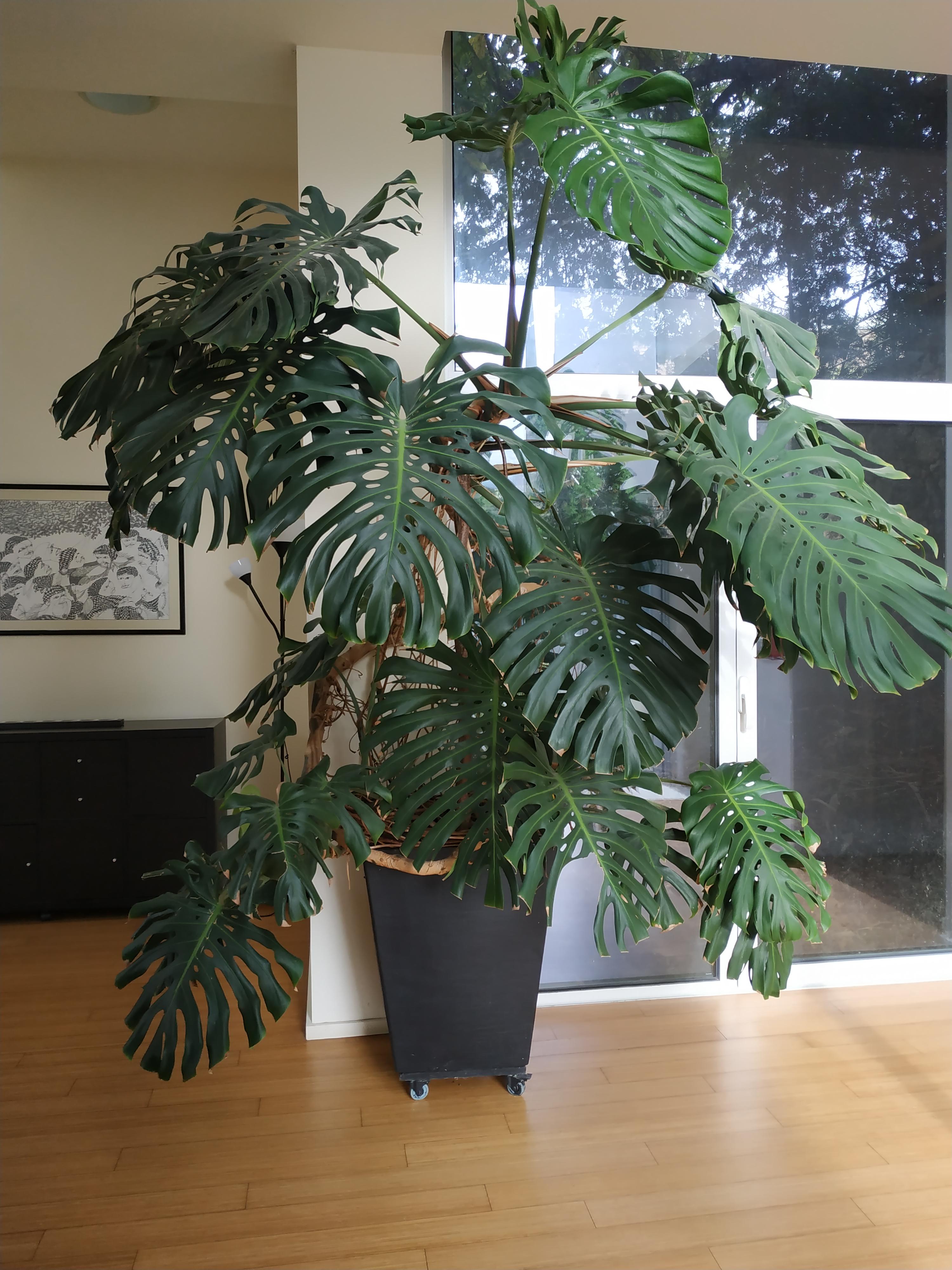 As Promised A Very Old Monstera That Has Been Trimmed Several Times As Promised A Very Old Monstera That Has Been Trimmed Several Times