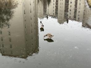 Ducks on ice