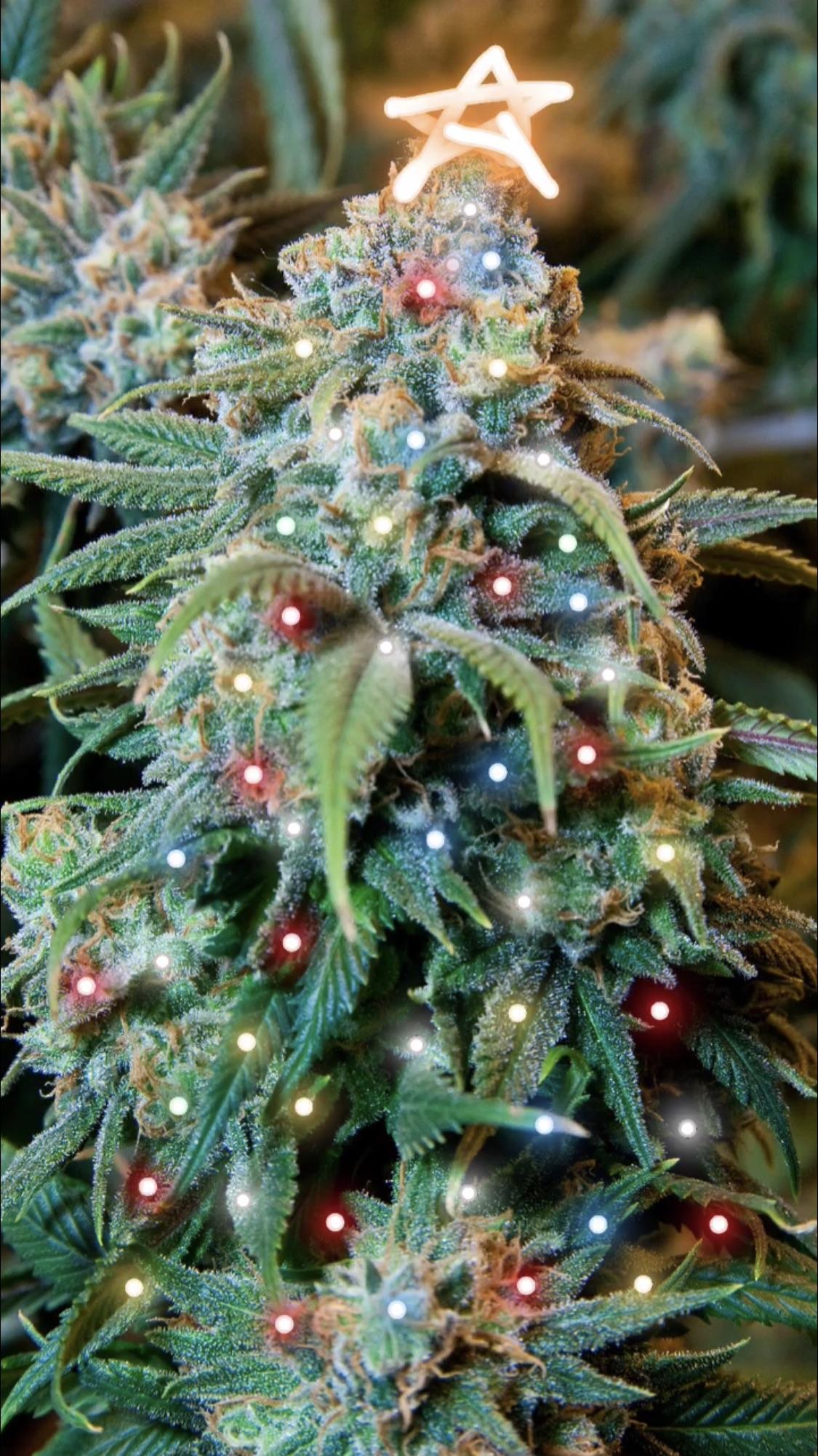 Everything You Need For A Cannabis Christmas Kushmas Chronic Crafter