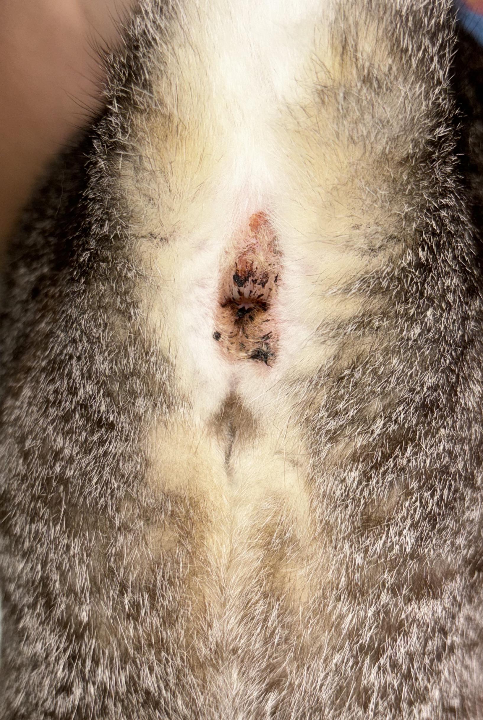 Gato parou de se lamber dps de fazer necessidades : rApoioVet