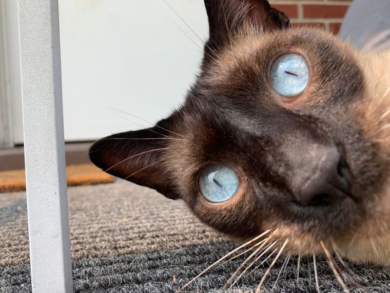 Toby R Cats - Space Wallpapers - Classic 8K Collection