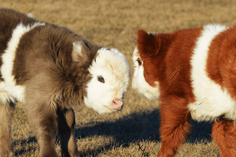 Jul 07, 2021 · these free crochet preemie hat patterns offer a wide variety of designs to make. Fluffy Miniature Mountain Cows R Aww
