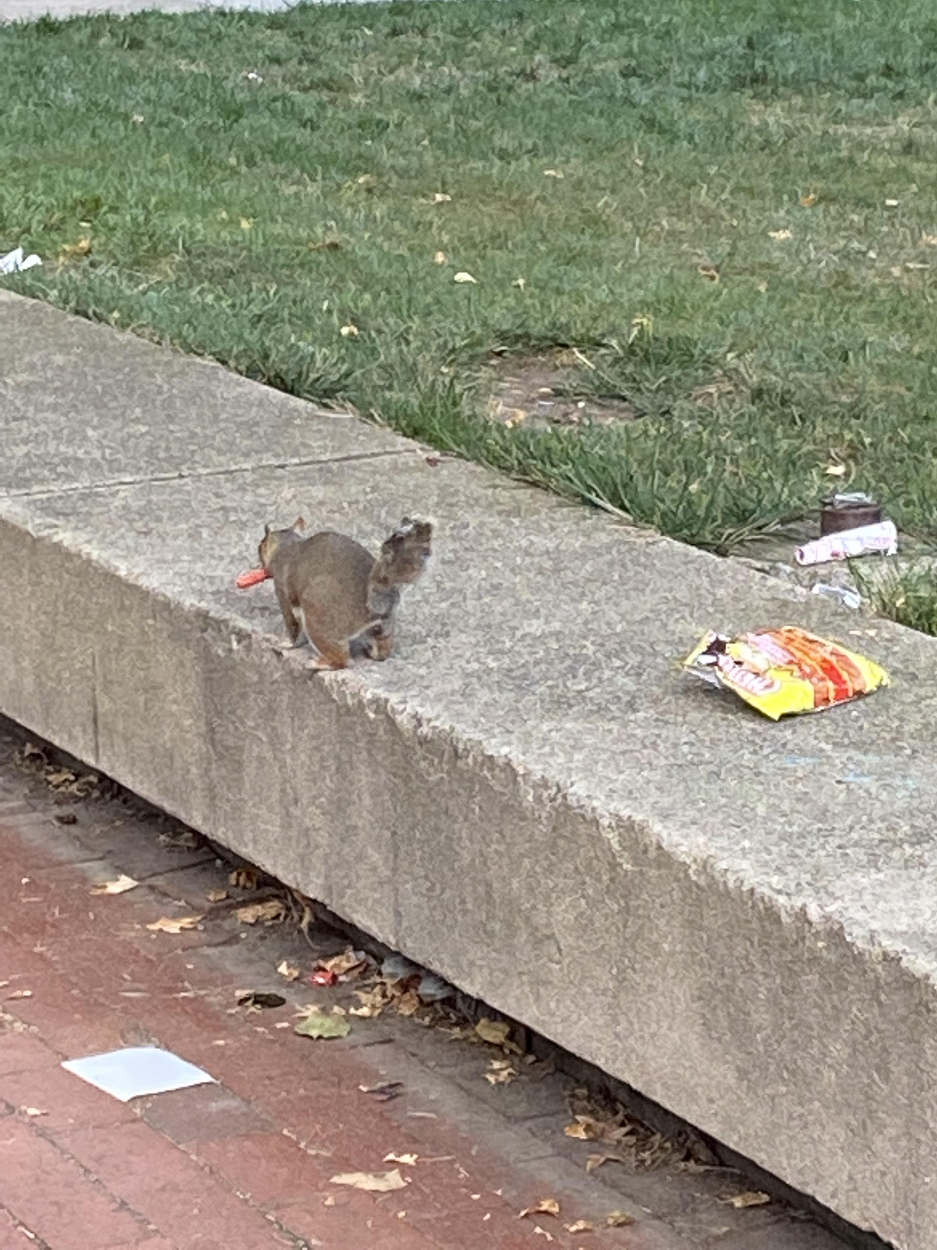 Whats the weirdest thing youve ever seen at uiuc? : rUIUC