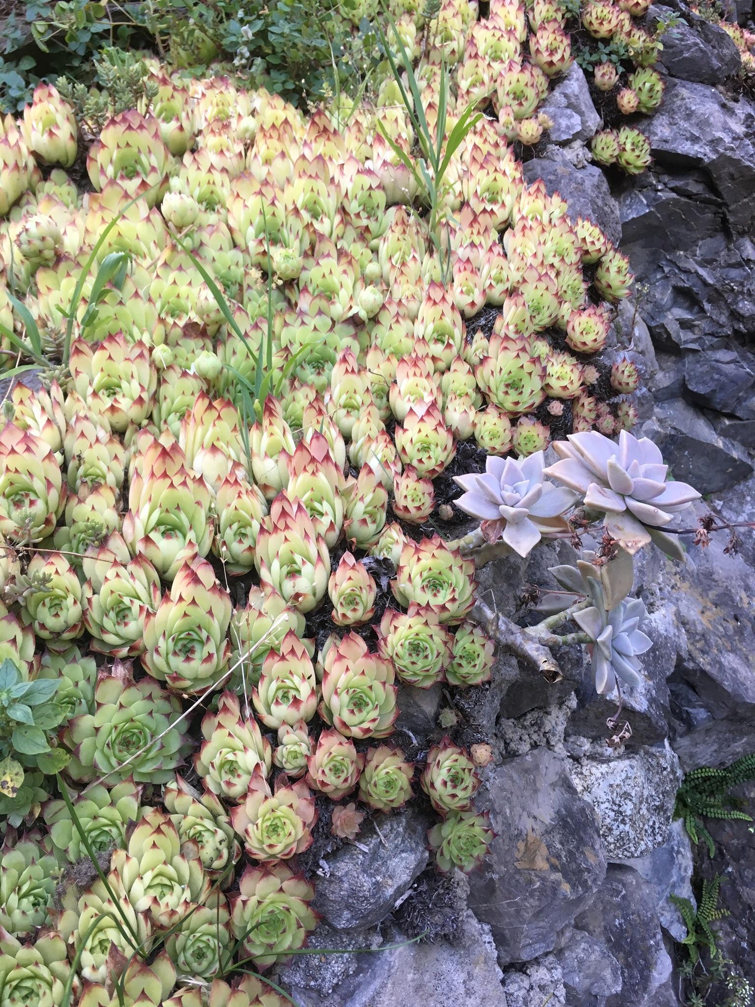 On the list of indoor plants to grow, succulents deserve a top spot because of their beauty and the ease of care. Hundreds Of Succulents Growing On A Rock In Lake Como Italy Mildlyinteresting