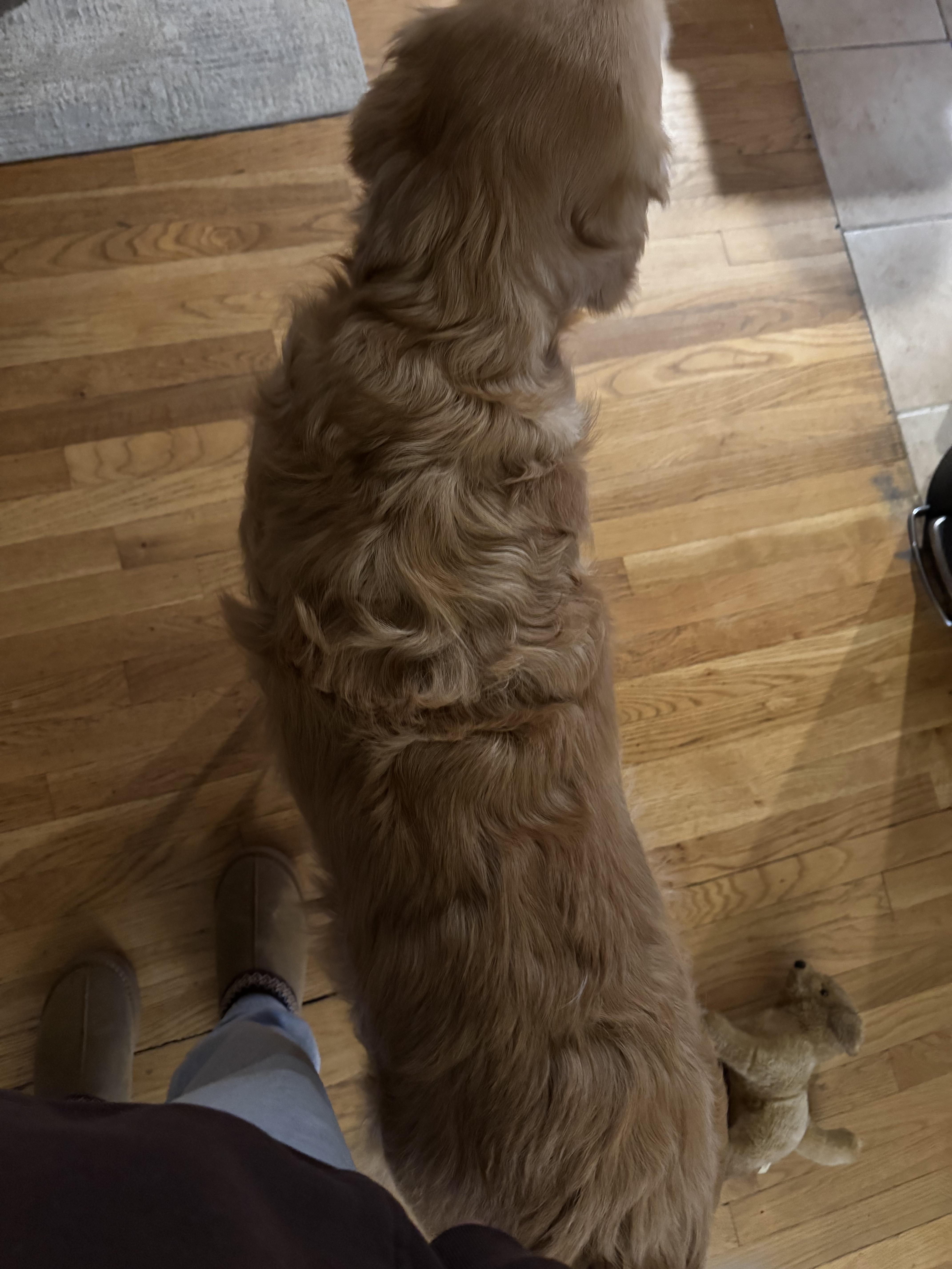 Curlier from StripChat - CamBB.xxx