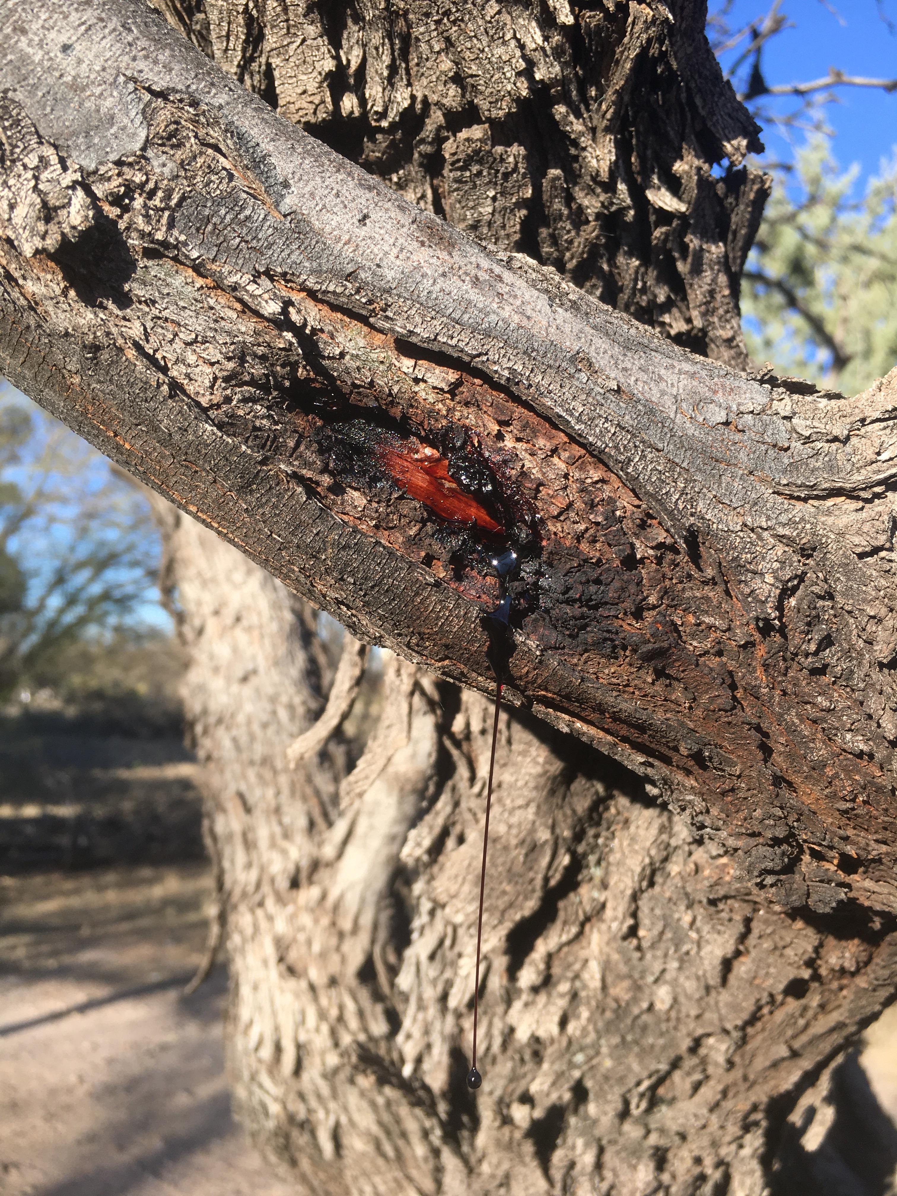 Texas A M Forest Service Trees Of Texas List Of Trees