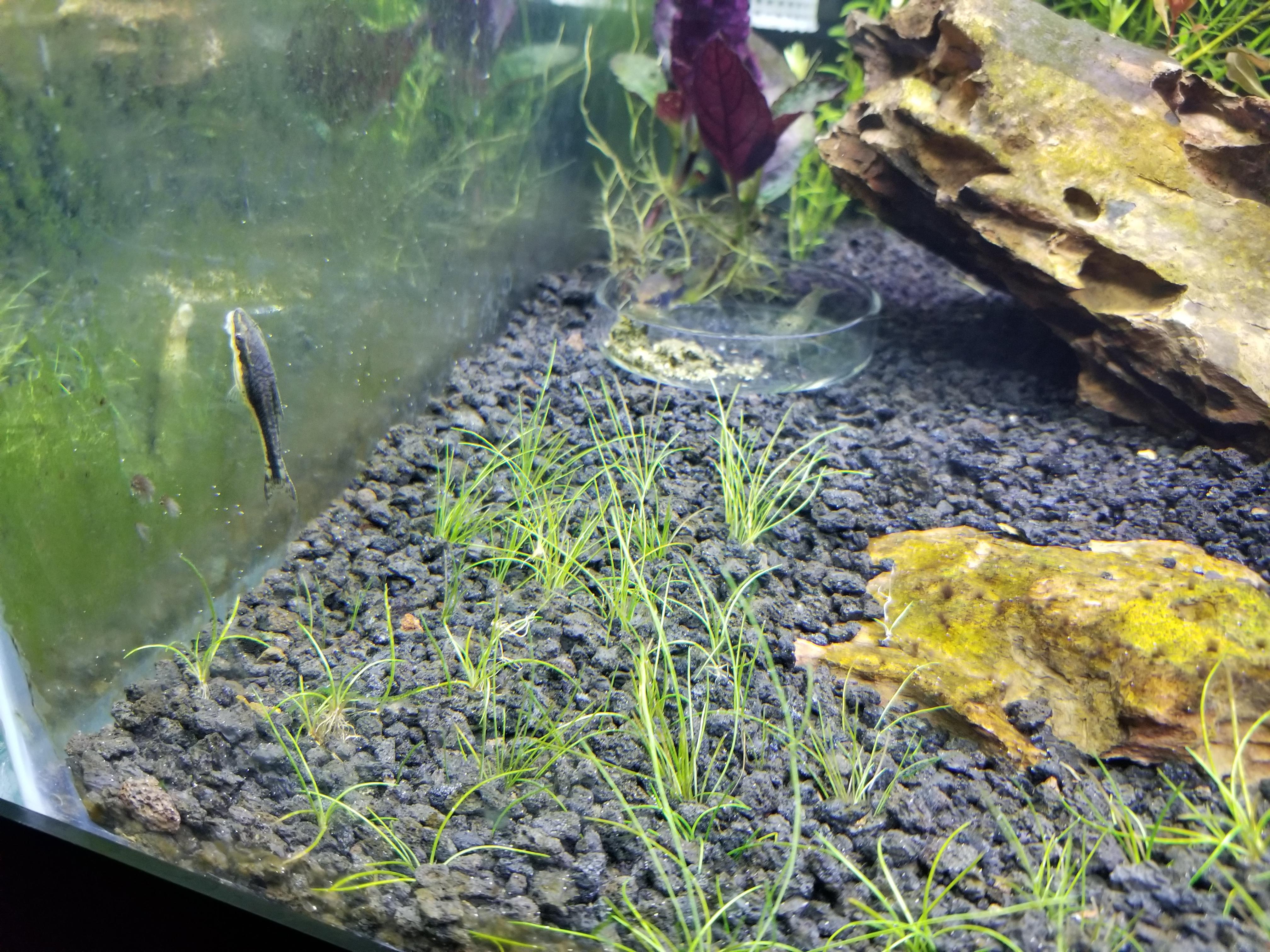 Tiny White Dots That Look Like They Have Legs Om Glass Of Betta And Ghost Shrimp Tank Betta Is Listless And Sitting Still At Top Of Tank And Not Eating Ghost Shrimp 