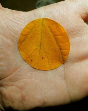 The veins of this leaf cutout align perfectly with the creases on the palm