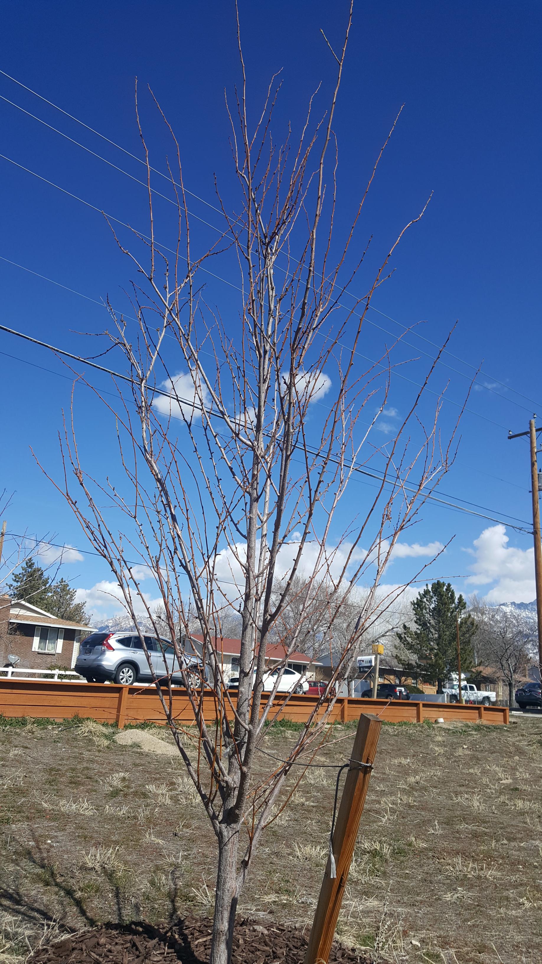 Plum Tree Problems What To Do When A Plum Tree Fails To Bear Fruit