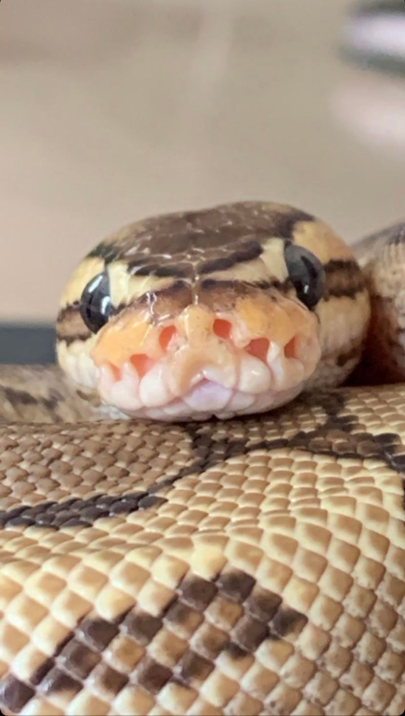 My Derp Noodle R Ballpython - Abstract Picture Collection - Desktop Quality