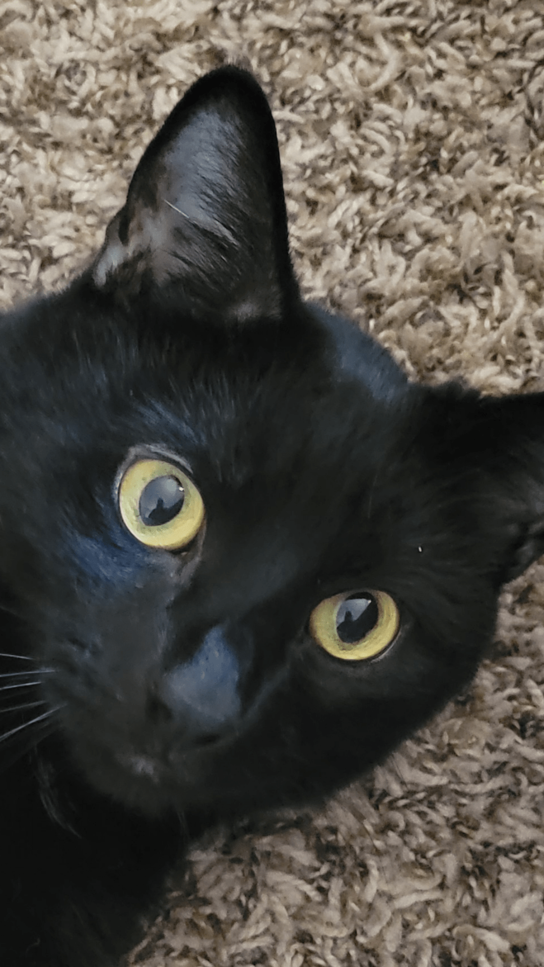 Tiene cada gato un segundo nombre? El segundo nombre de Karma es KiKi. :) :  rblackcats