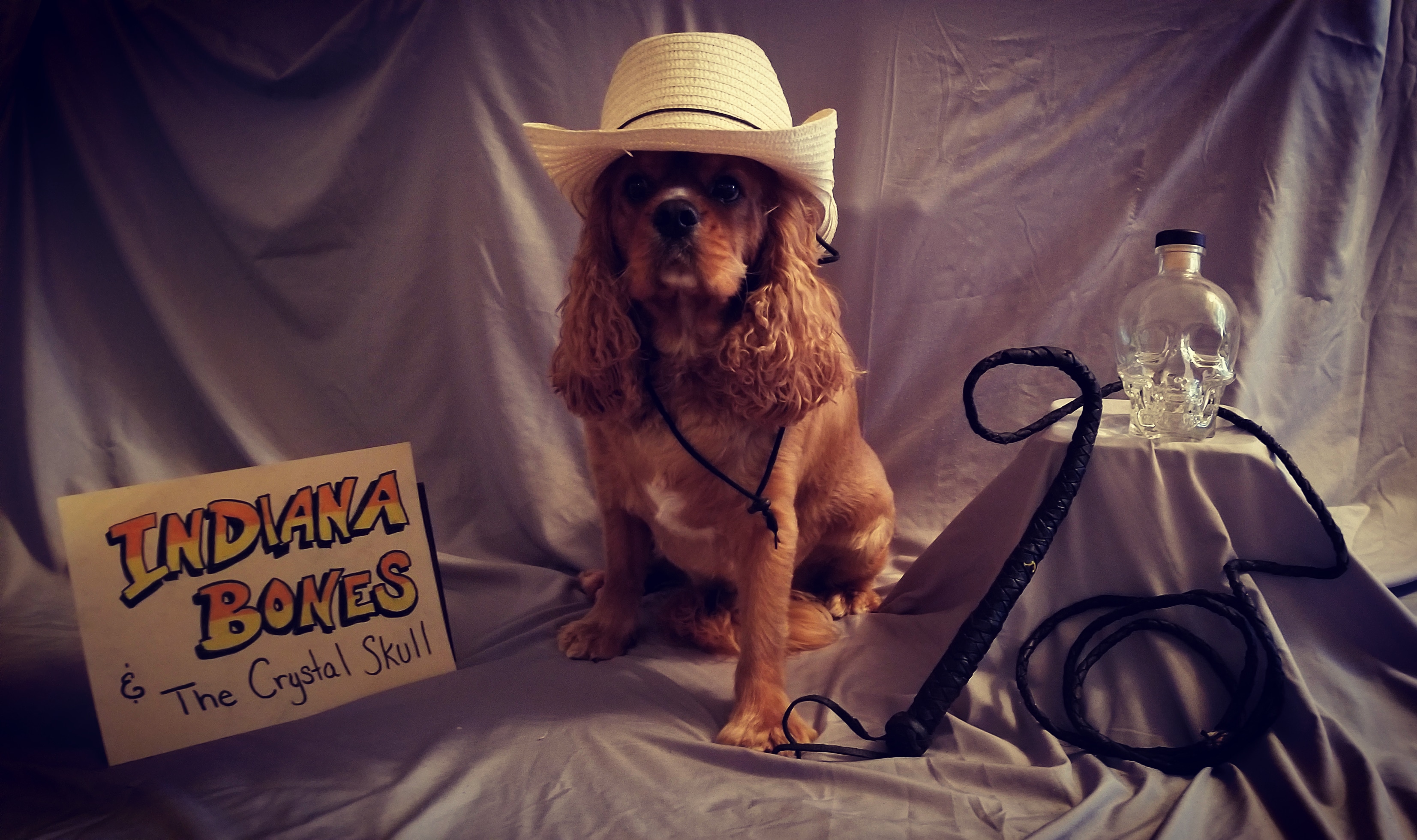 I Dress My Mom S Dog Teddy Up With Things I Find Around The House And Send Her Pics Not Really Sure Why I M Still Permitted To Dog Sit Funny