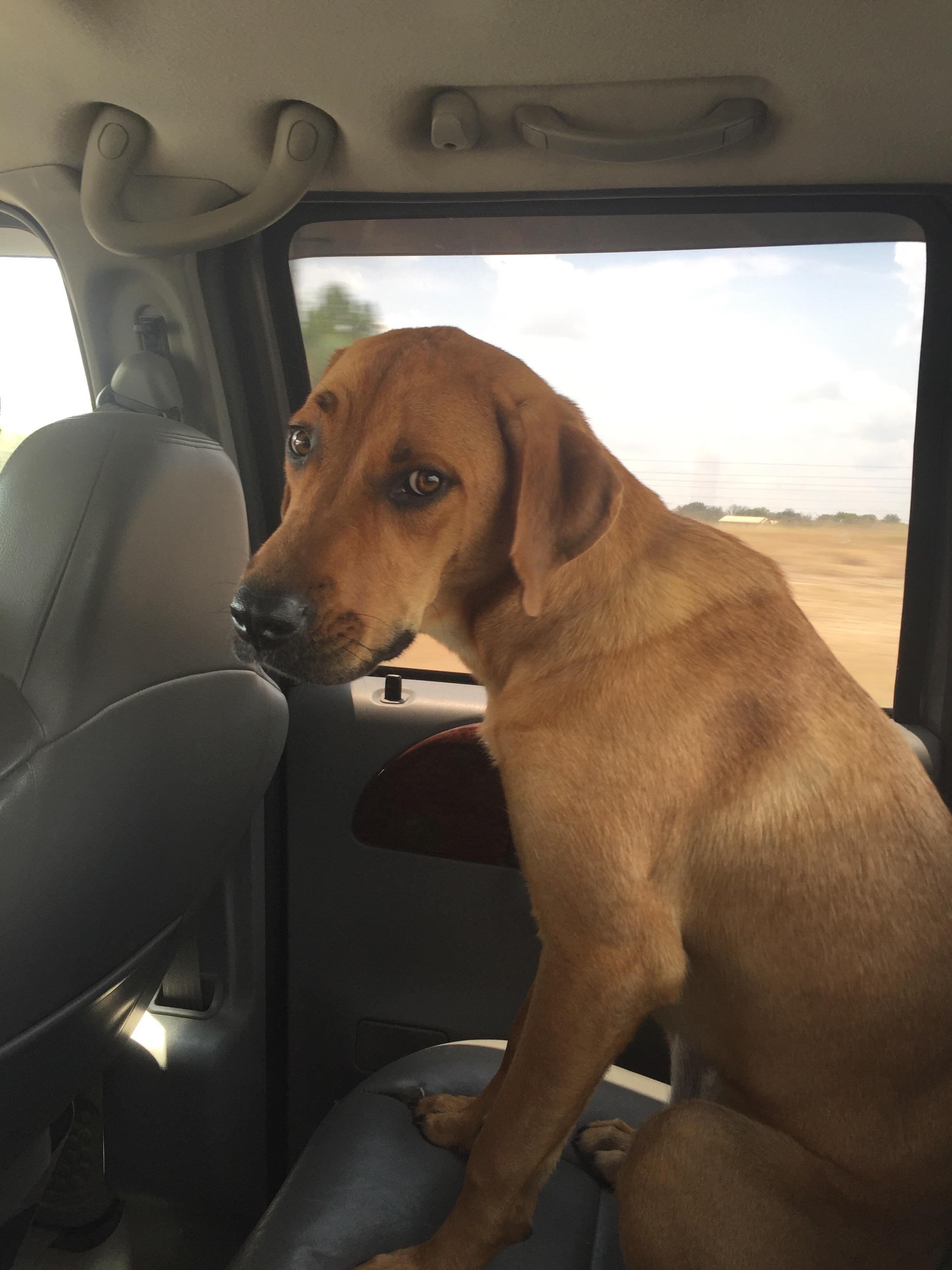 Riding in the truck with my dog Cuties Overload