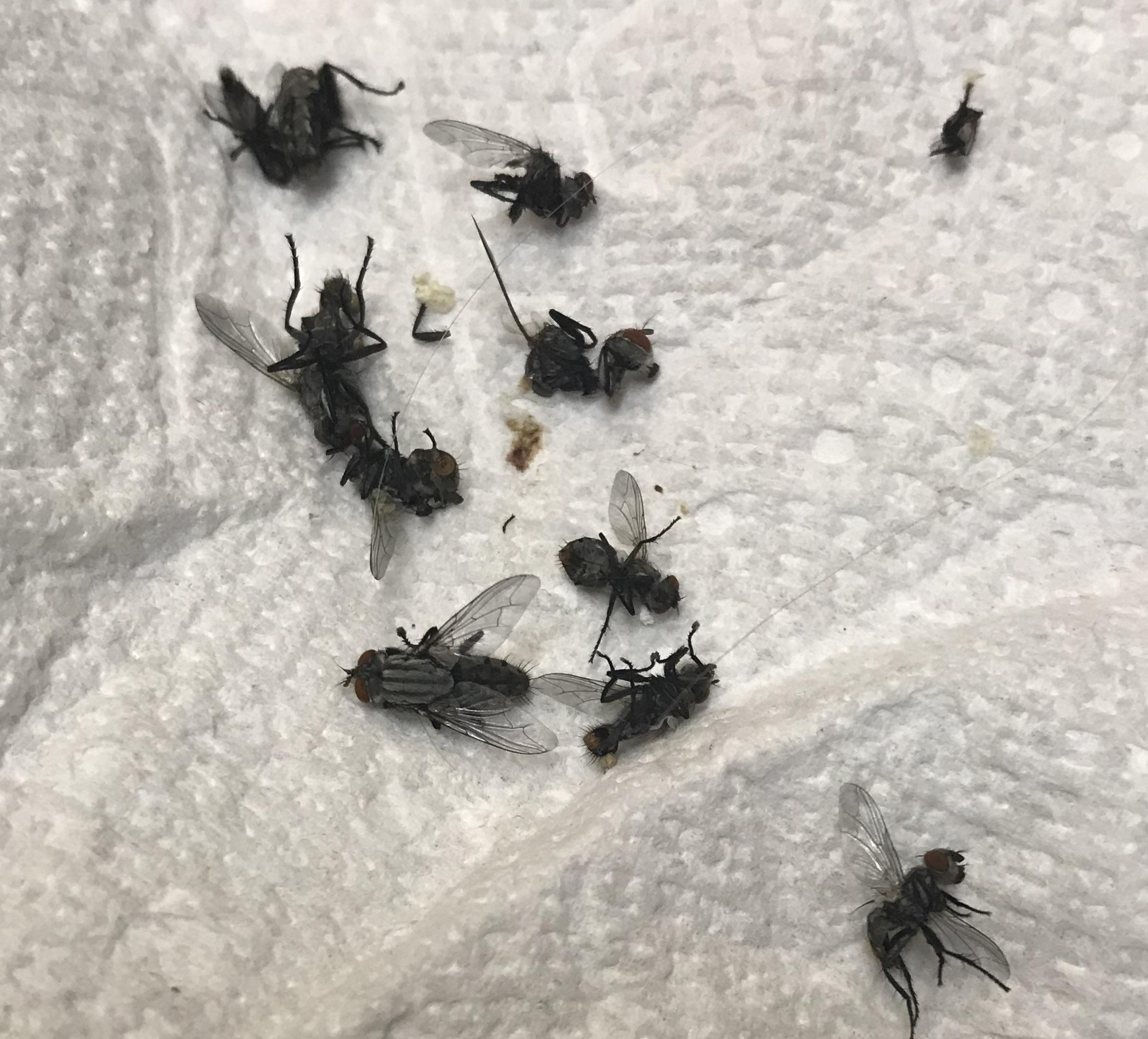 Fly infestation fly infestation