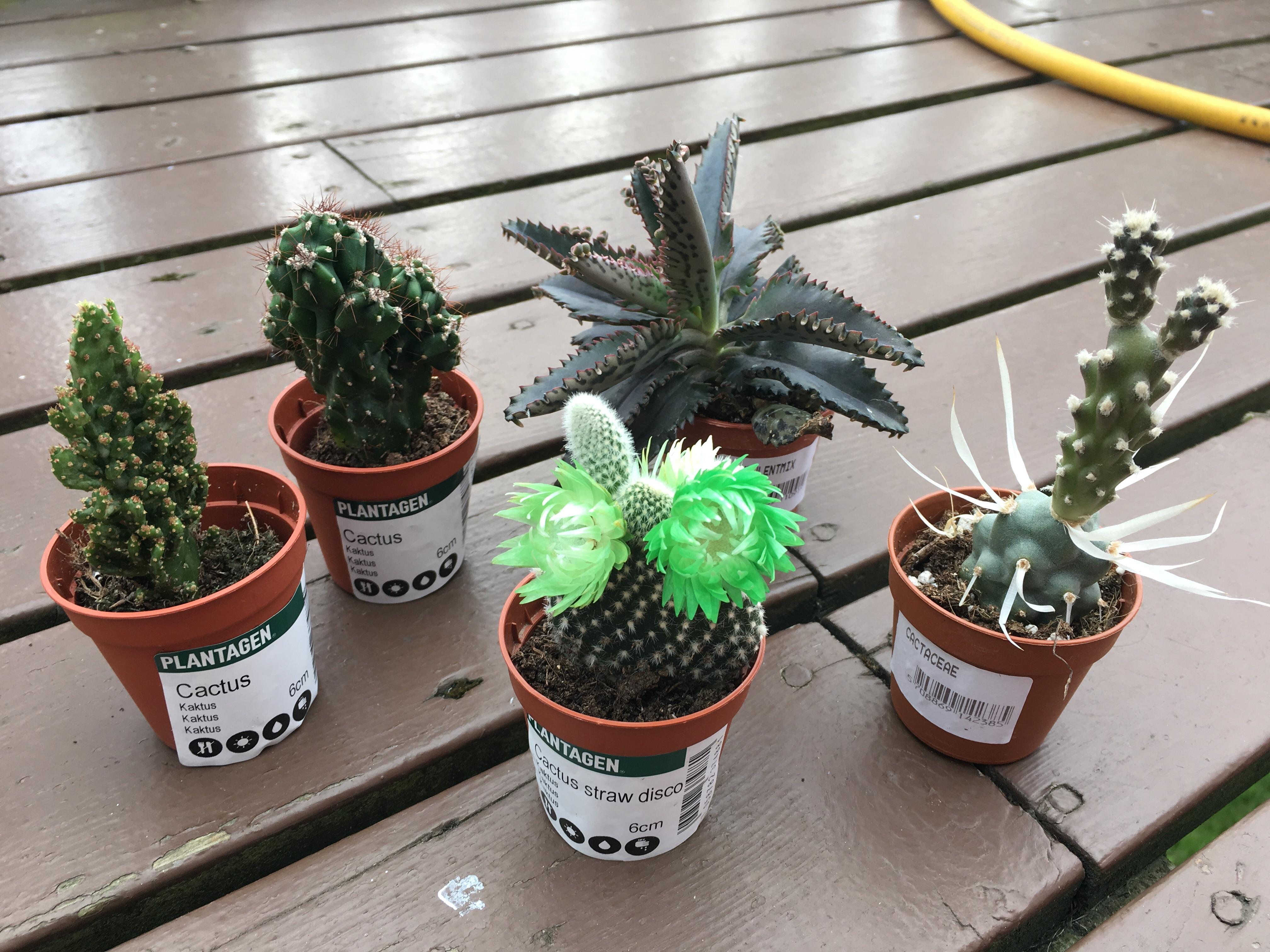 Id Succulents