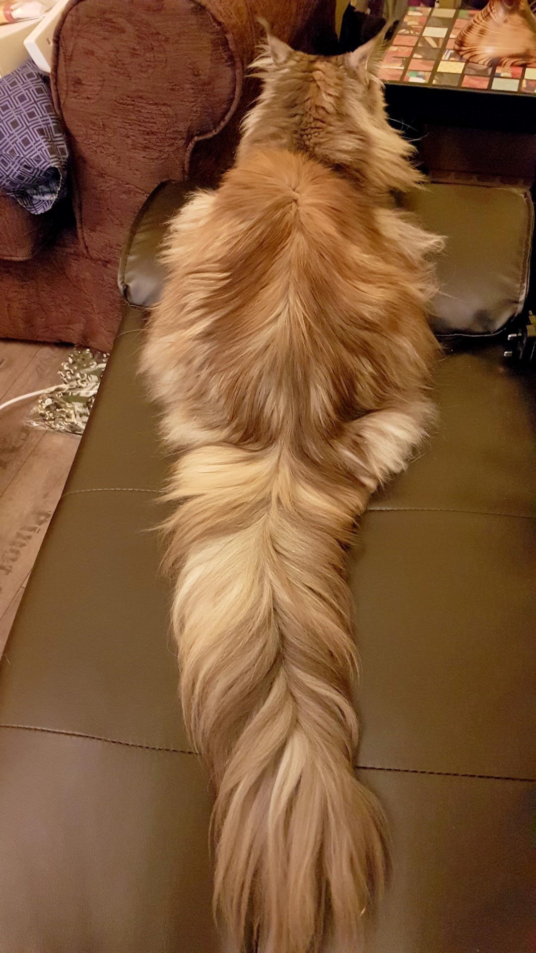 Her ridiculously fluffy tail
