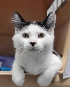 The cute Arfi from our shelter. He’s only 4 months old ❤️❤️❤️