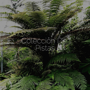 Som relaxante para sincronização e transmissão. Fuego Meditacionessa Musica Relaxante Musica Relajante Specialistas Key And Bpm